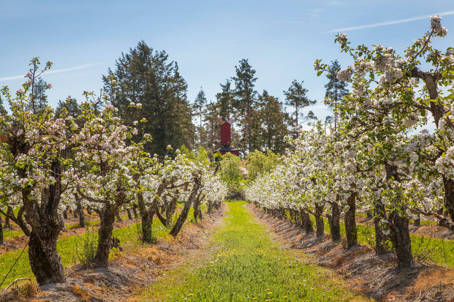 Orchard in Söderlångvik Manor.