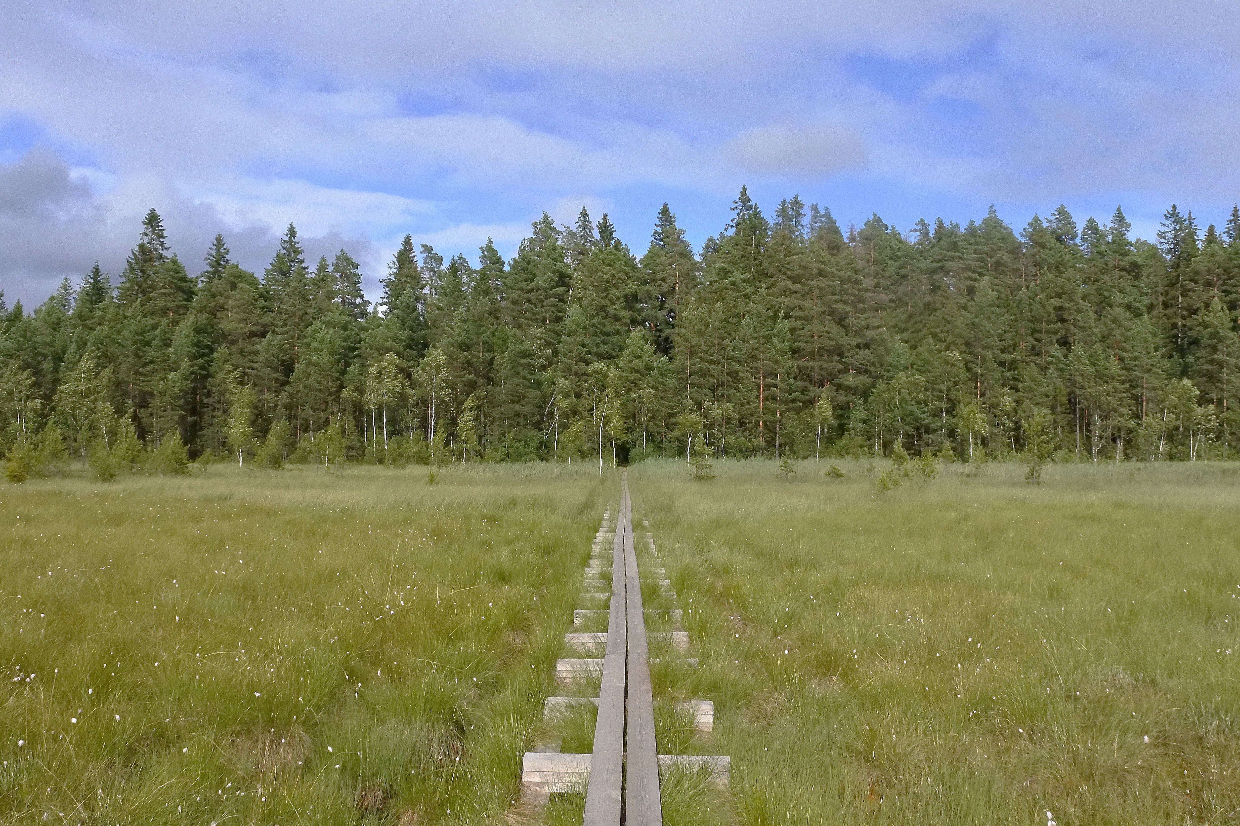 Nature trail in Kurjenrahka National Park