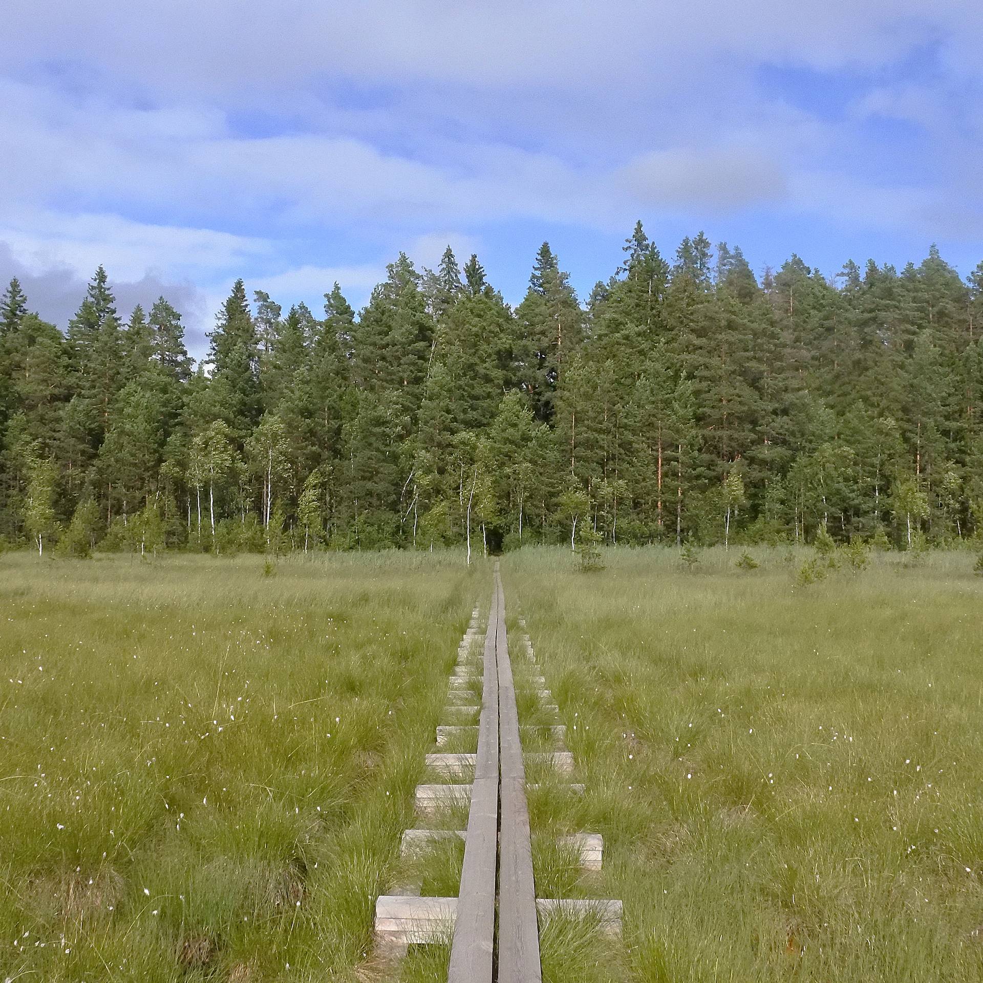 Nature trail in Kurjenrahka National Park