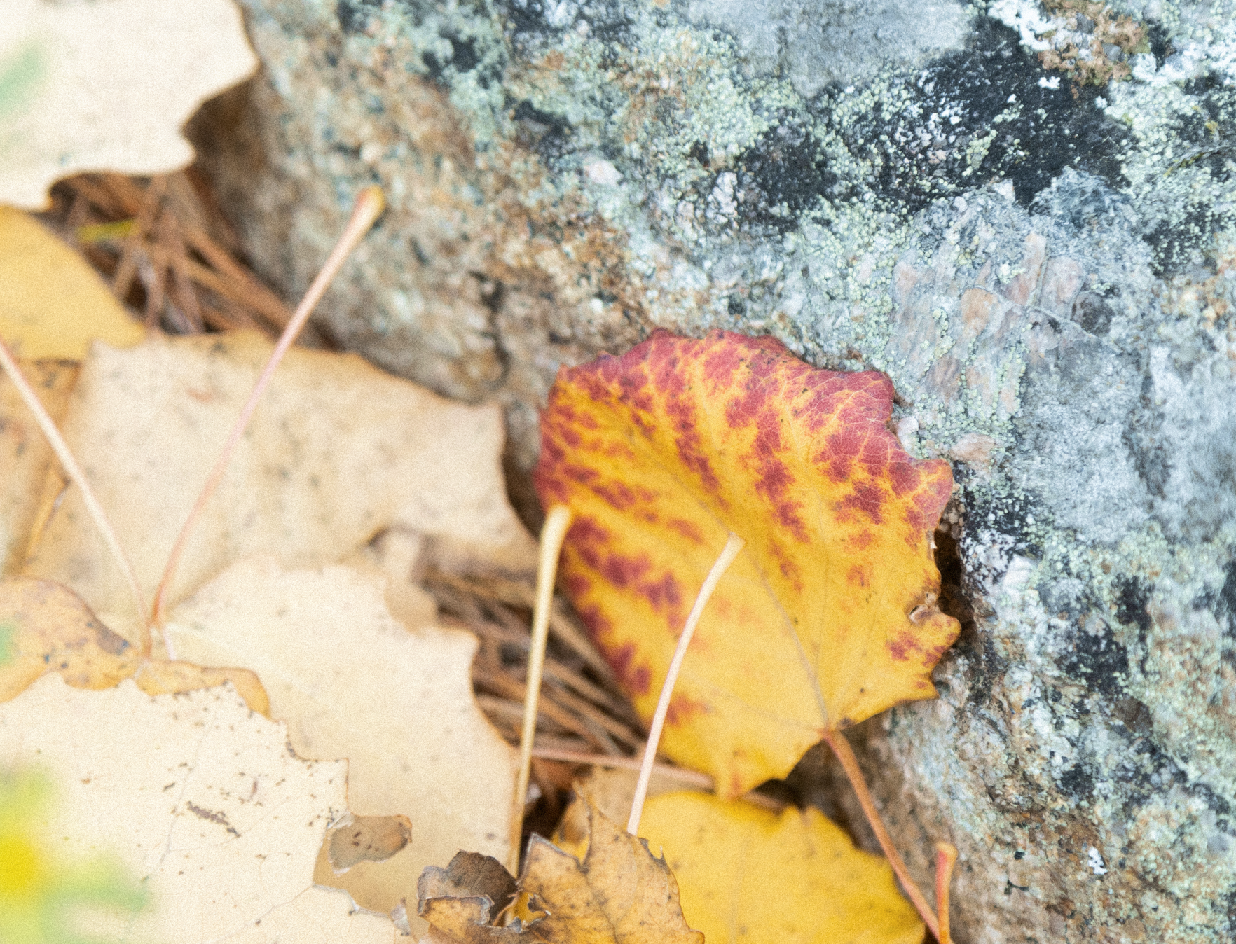 Autumn leaves next to a rock.