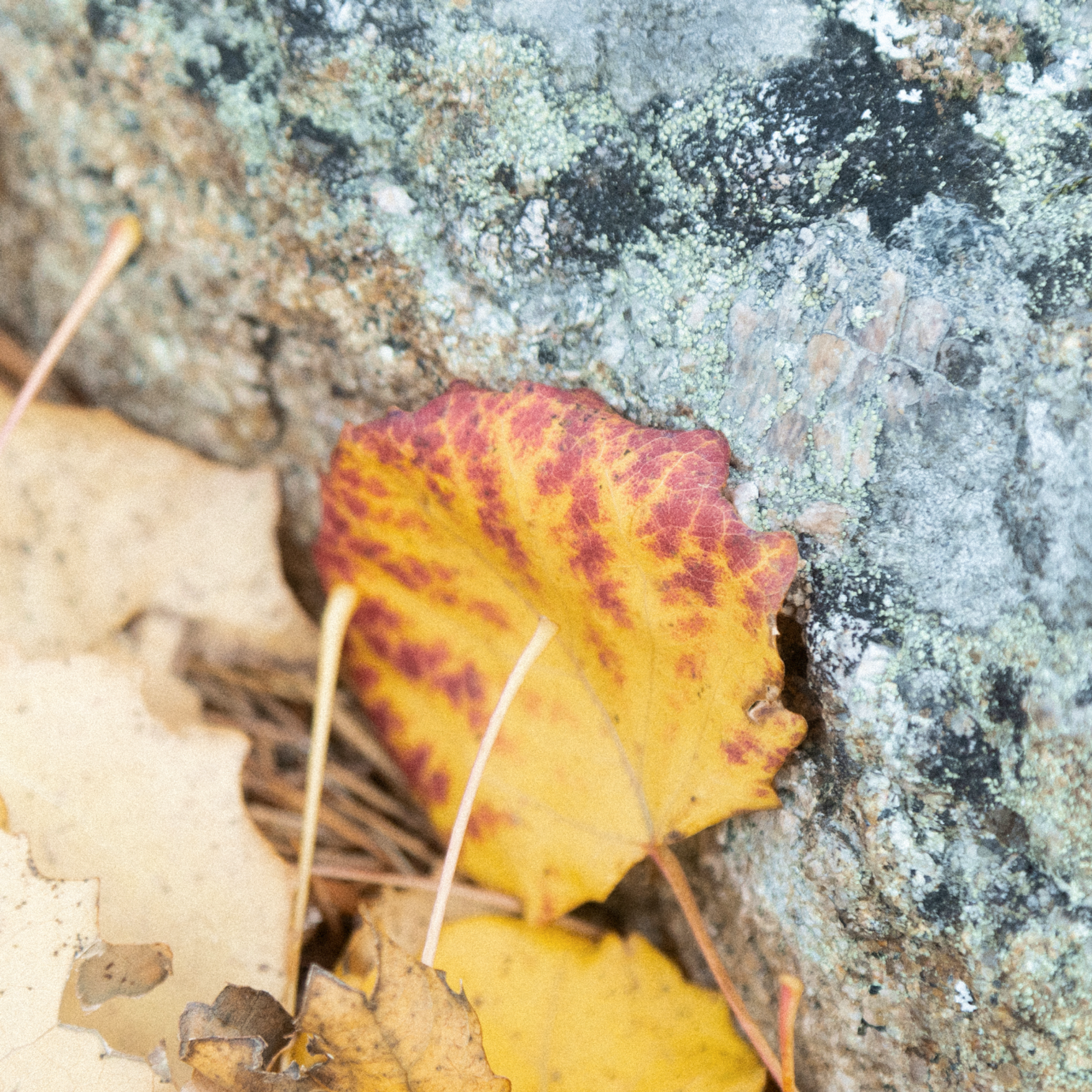 Autumn leaves next to a rock.