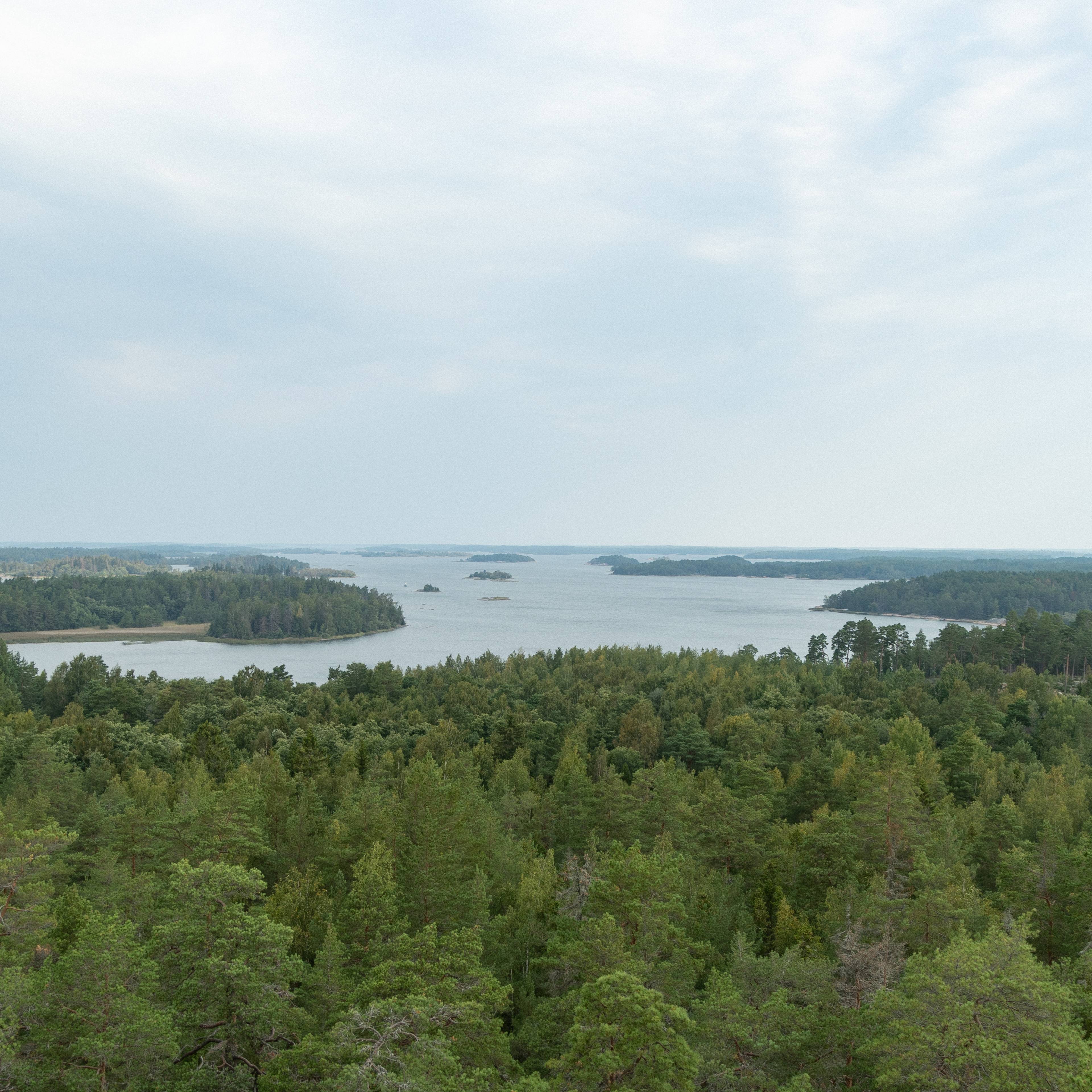 Forest by the sea