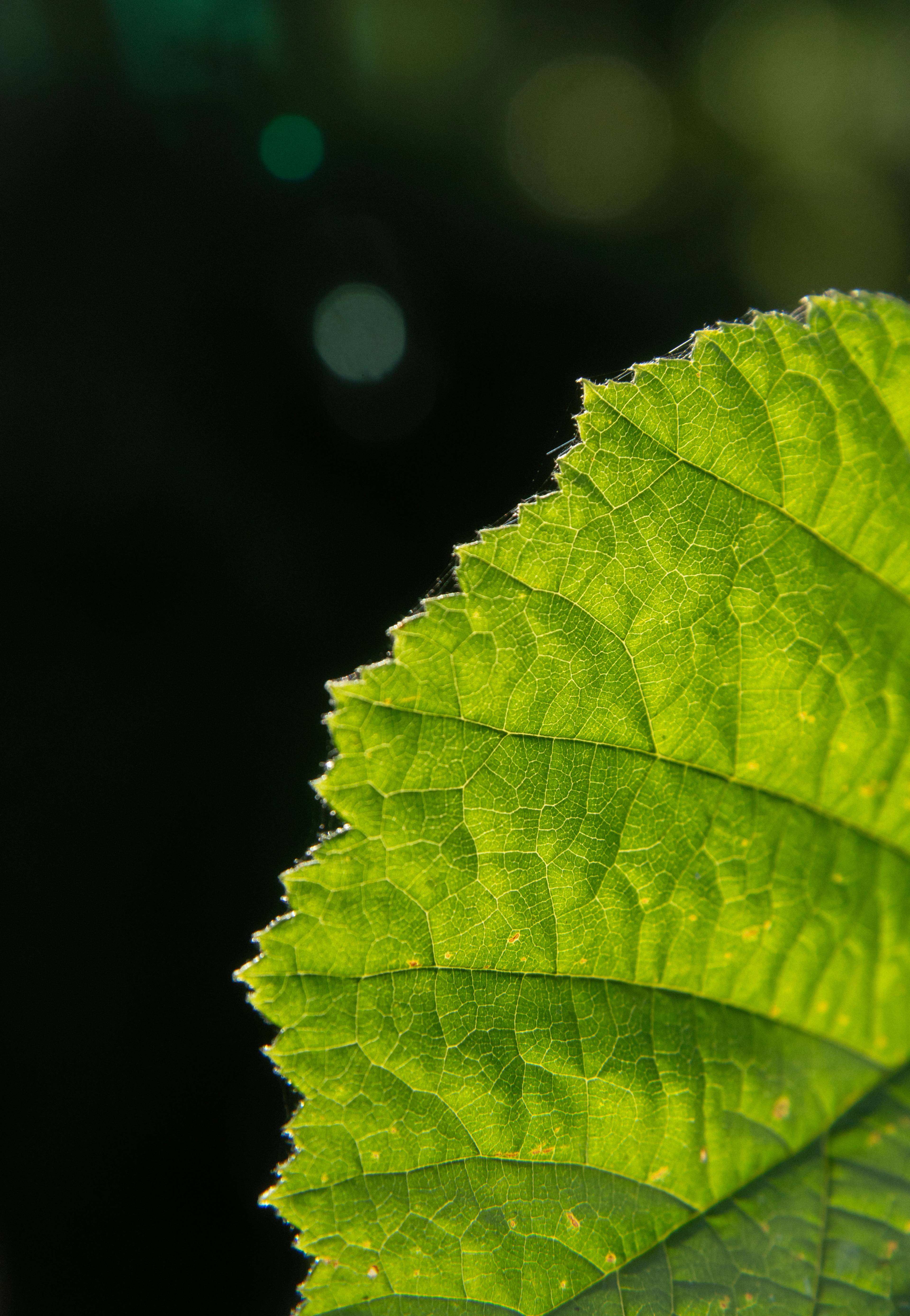 a leaf