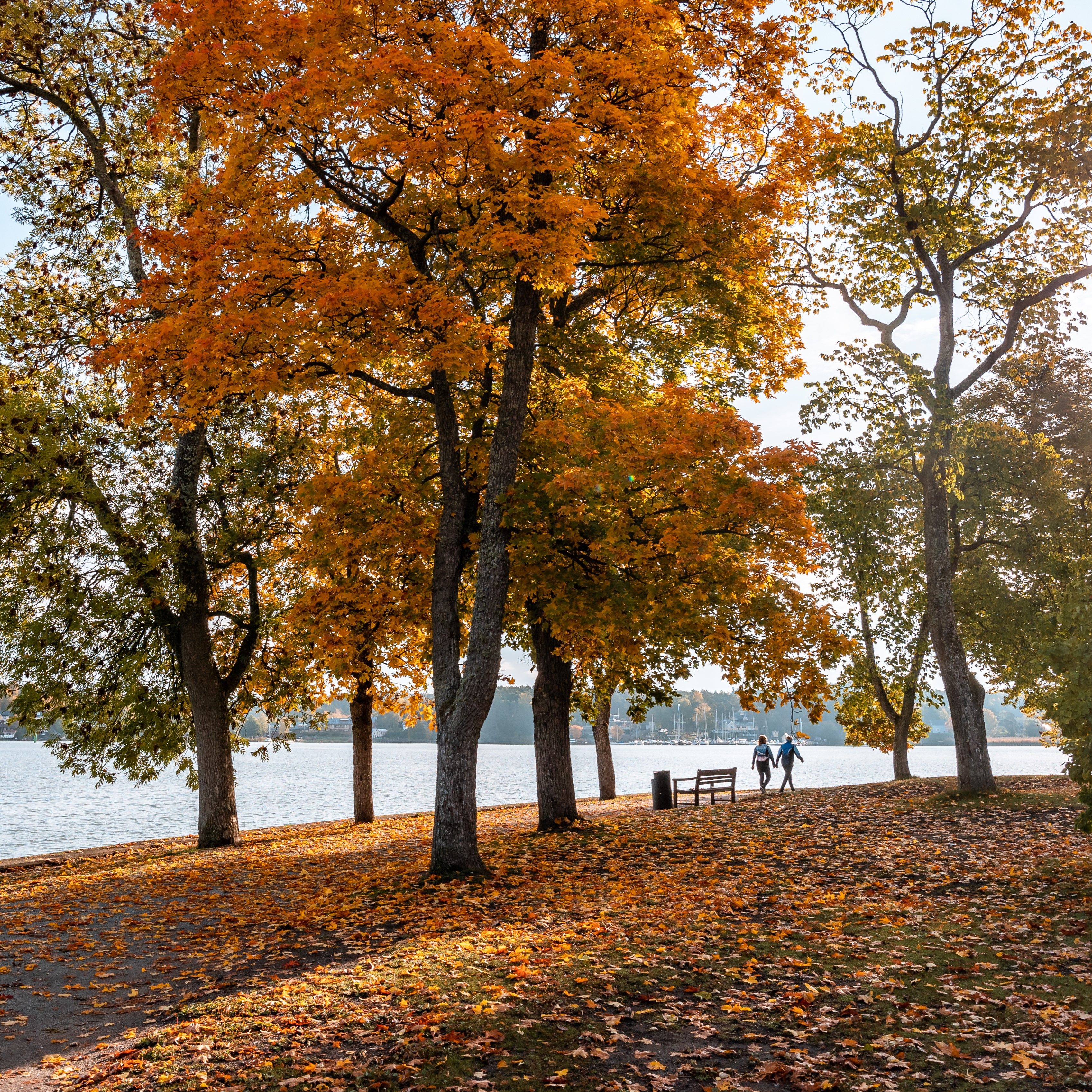 Trees with autumn coloured leaves