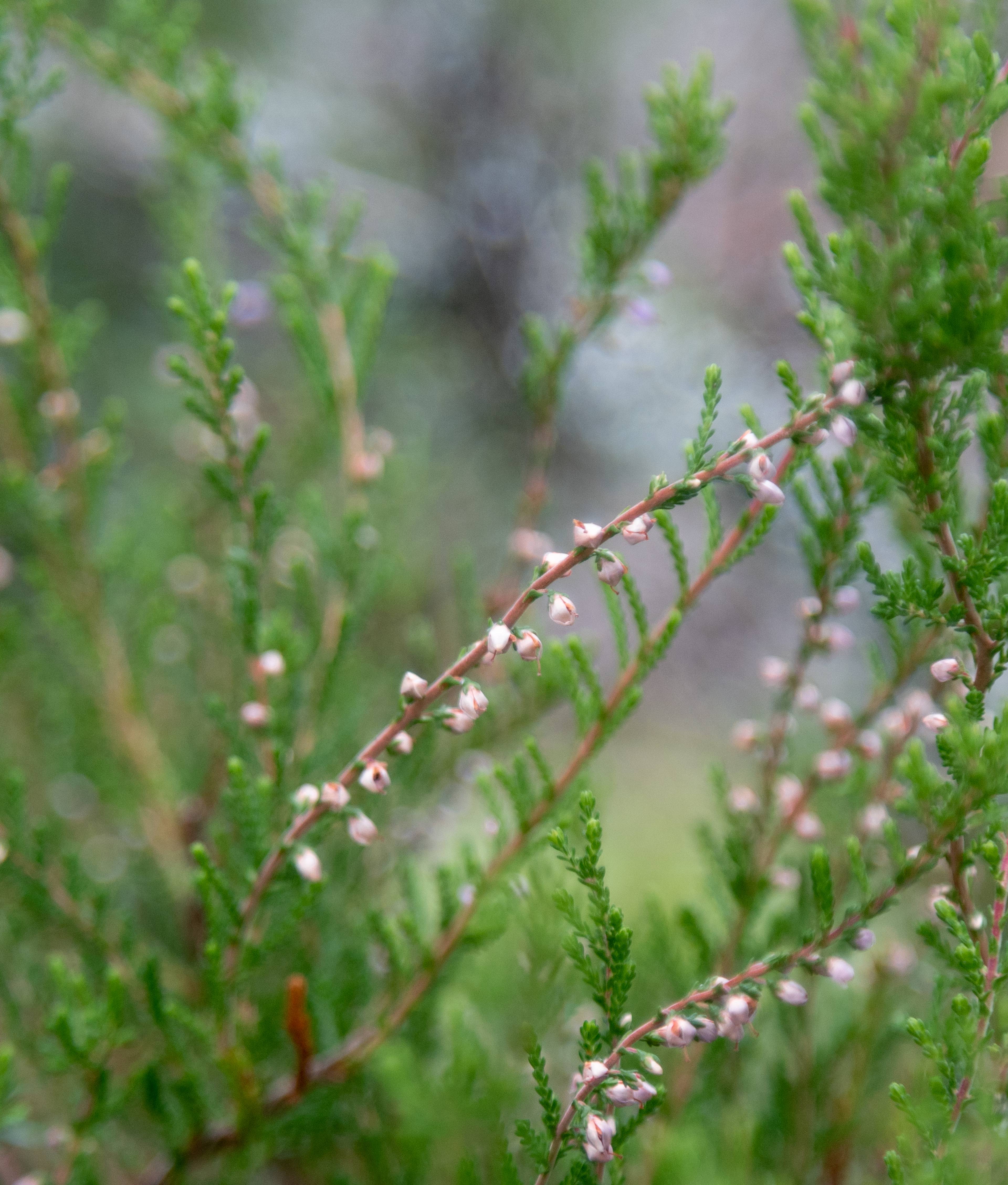 Forest growth