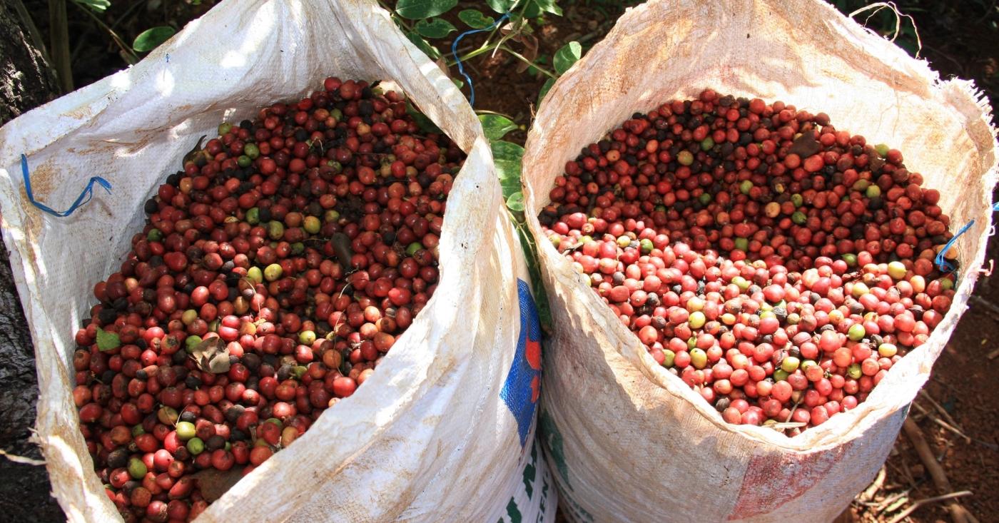 8 underlying threats of consuming coffee in the wrong way