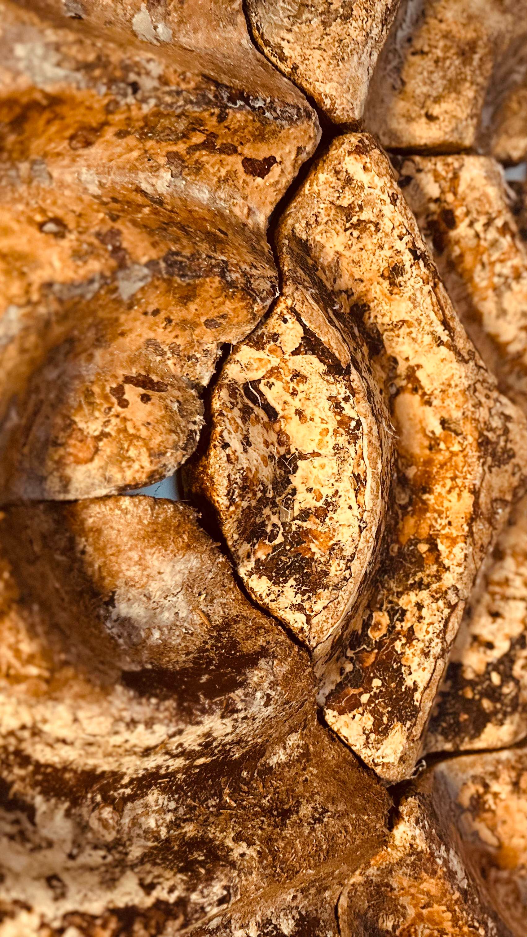 Mycelius biomaterial specimen 13