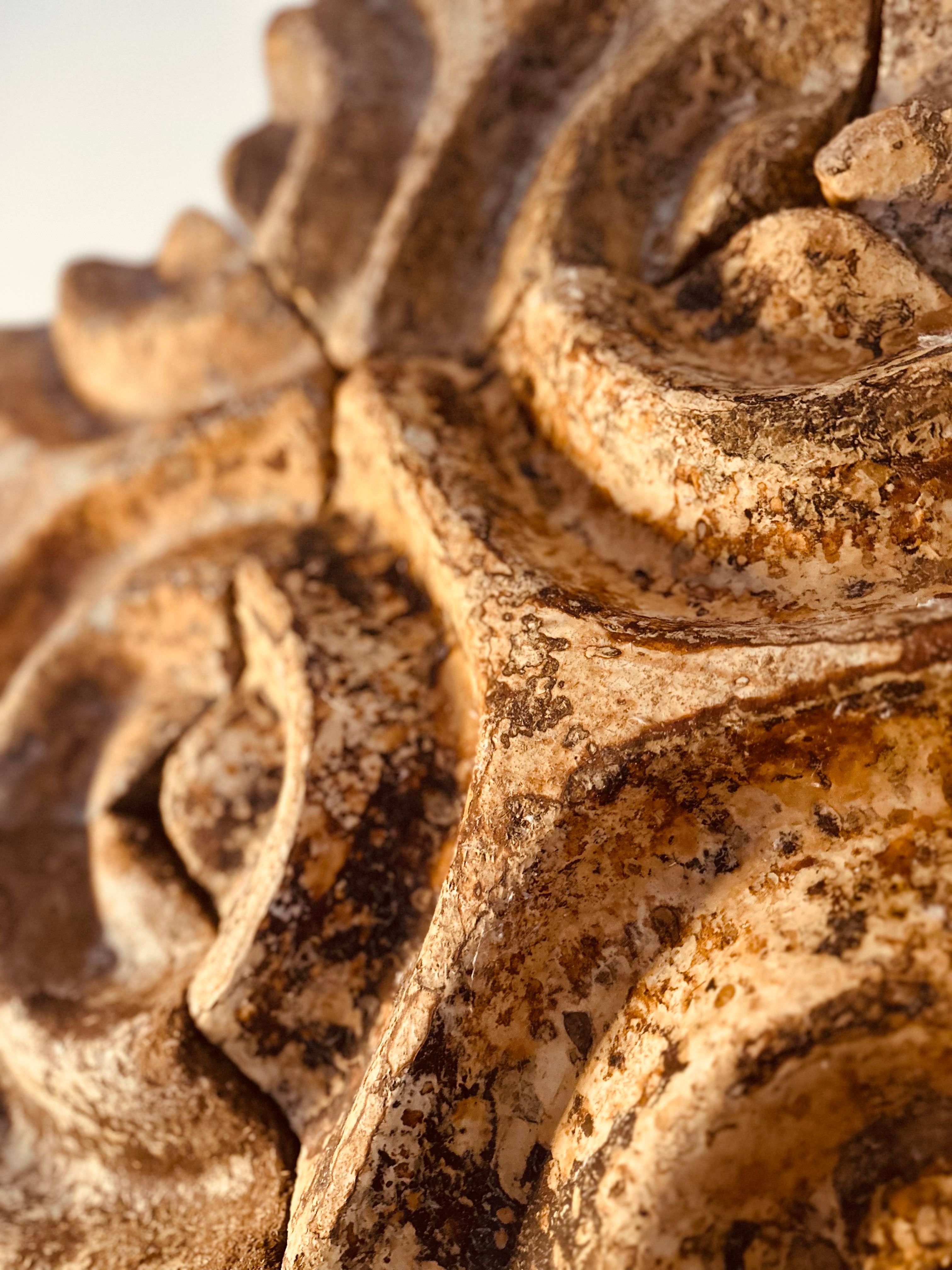Mycelius biomaterial specimen 6