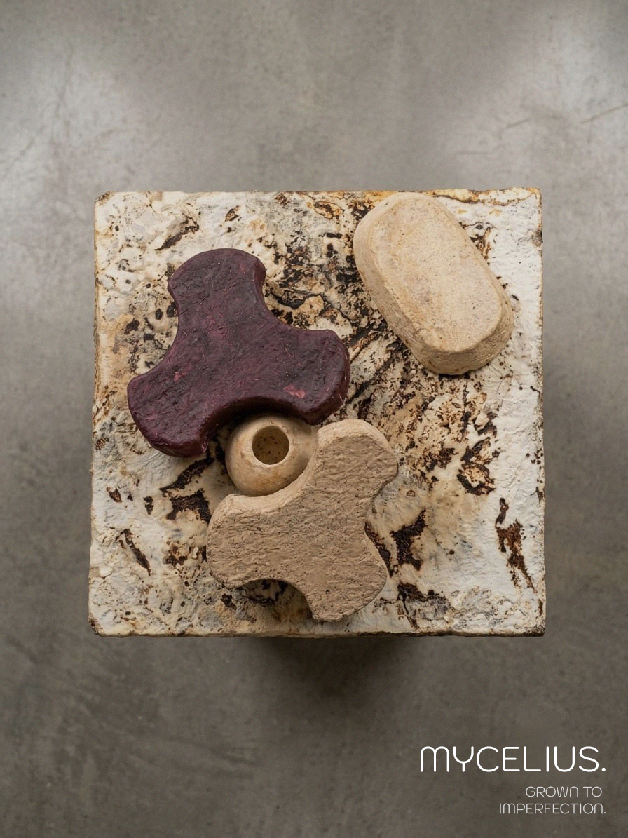 Mycelius biomaterial specimen 8