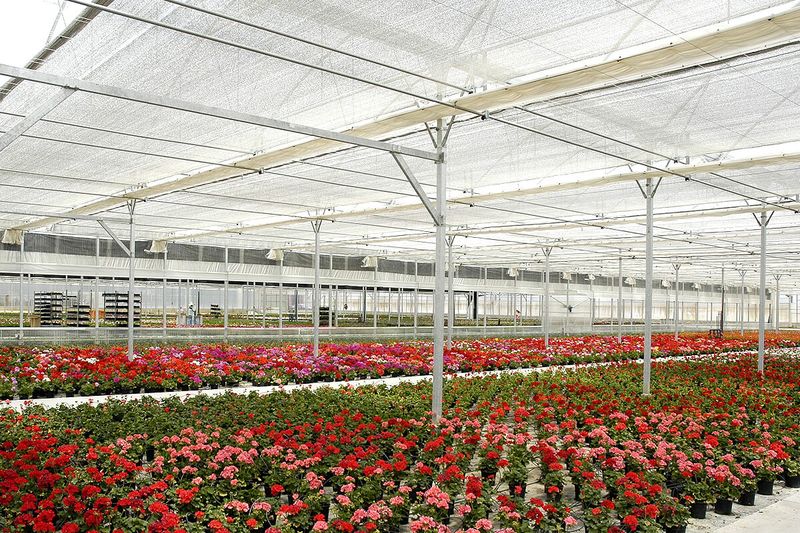 Serre agricole équipée d'écrans thermiques