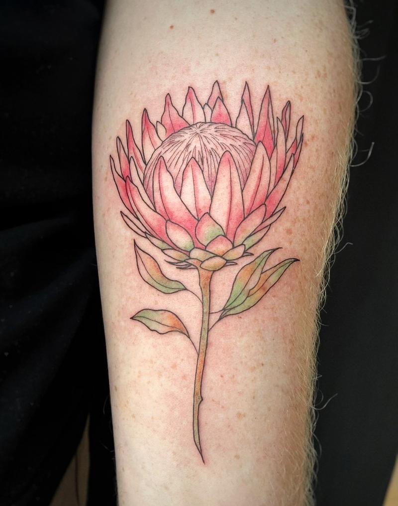 King Protea
