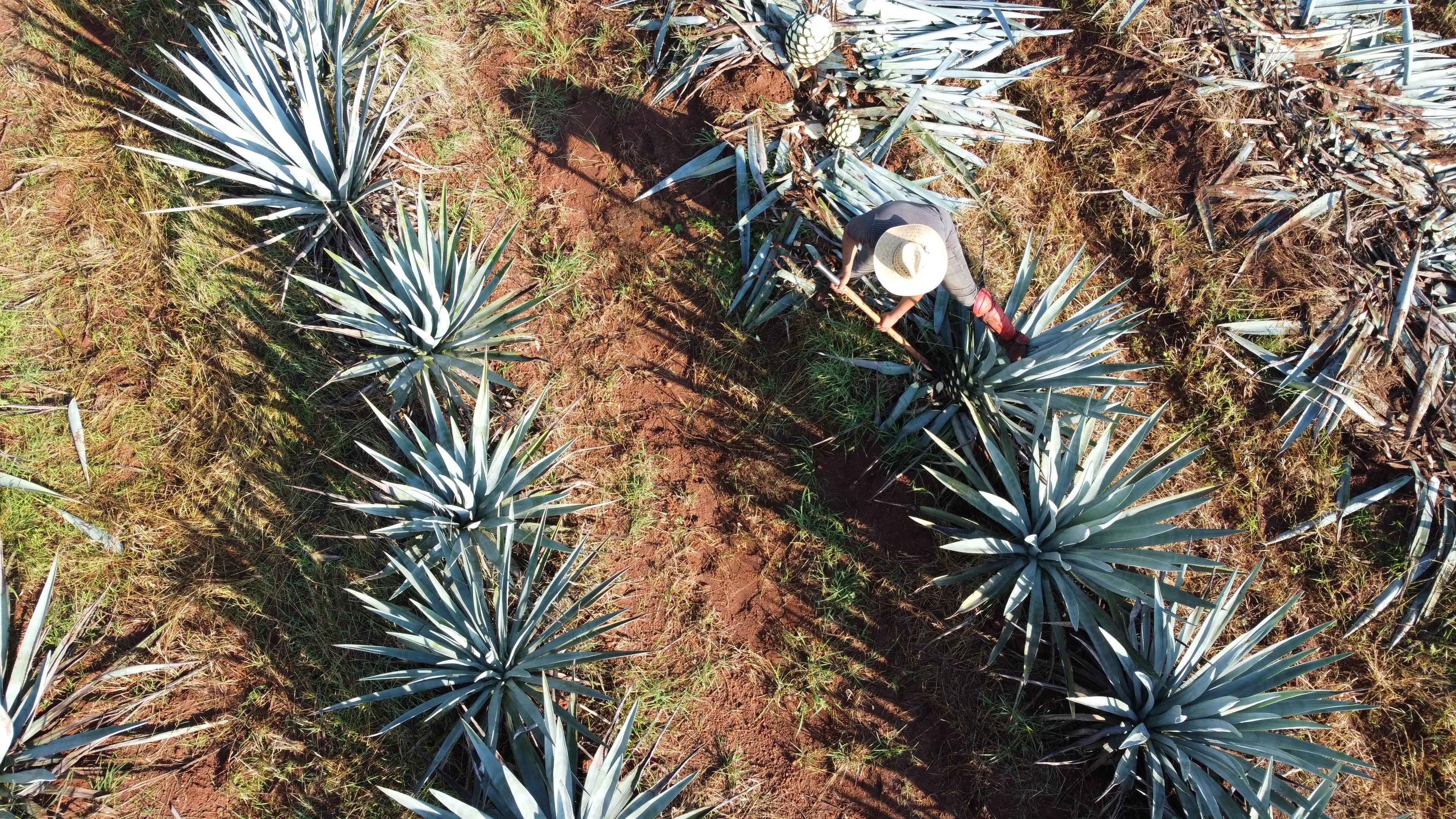 Farmer harvesting agave