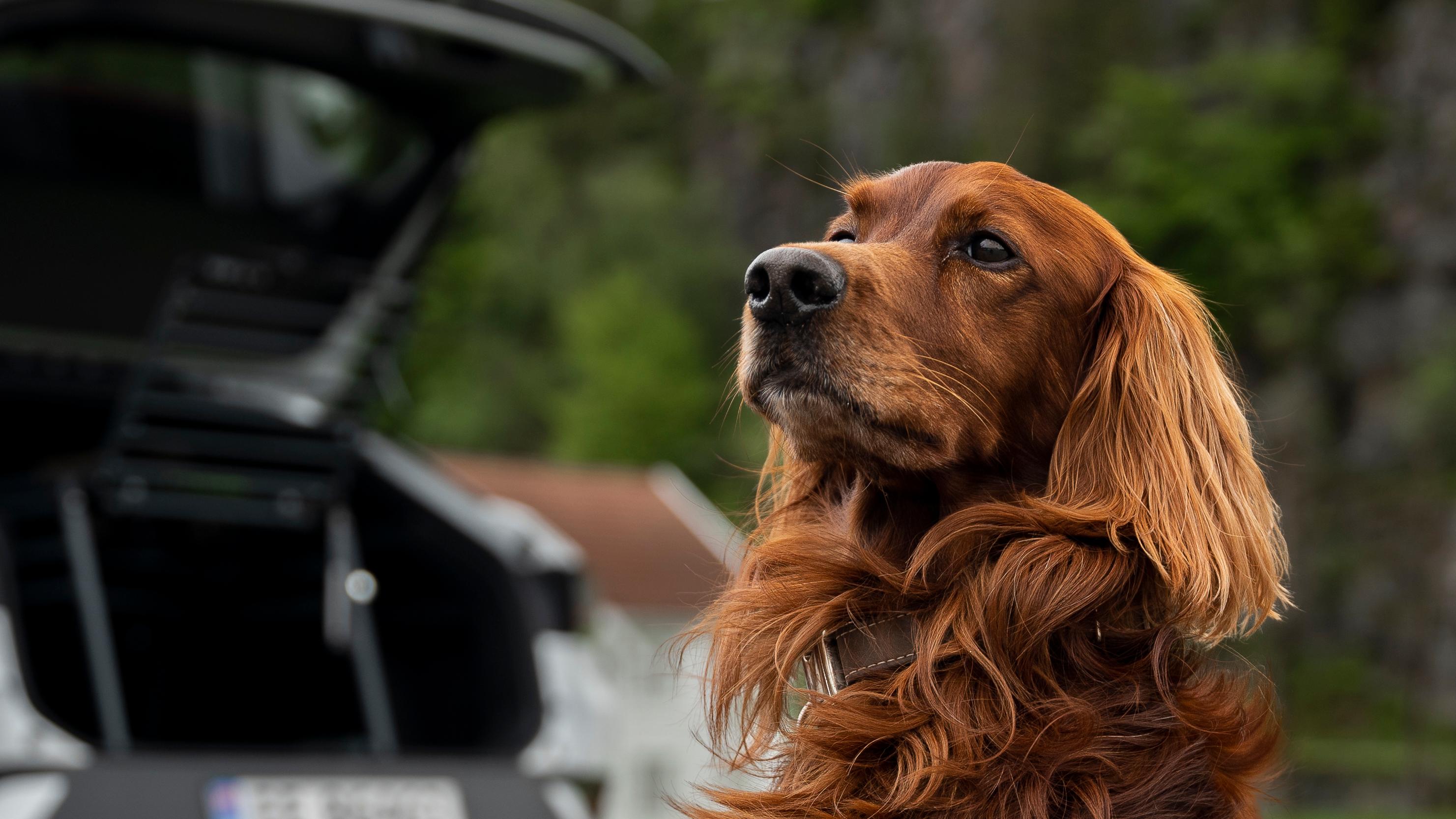 En hund utenfor en bil som har hundebur i bagasjerommet og bagasjeluken åpen