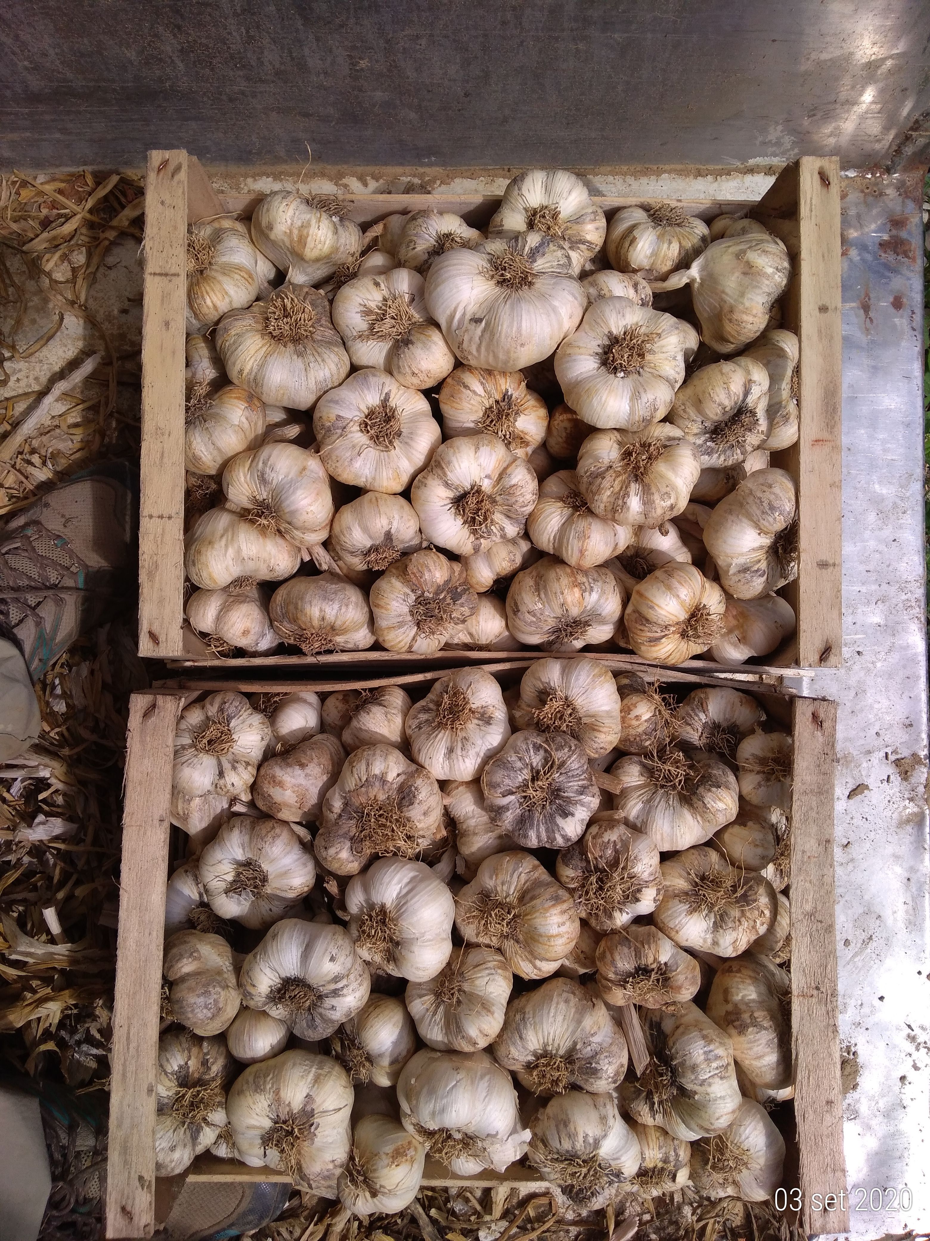 Aglio Viola