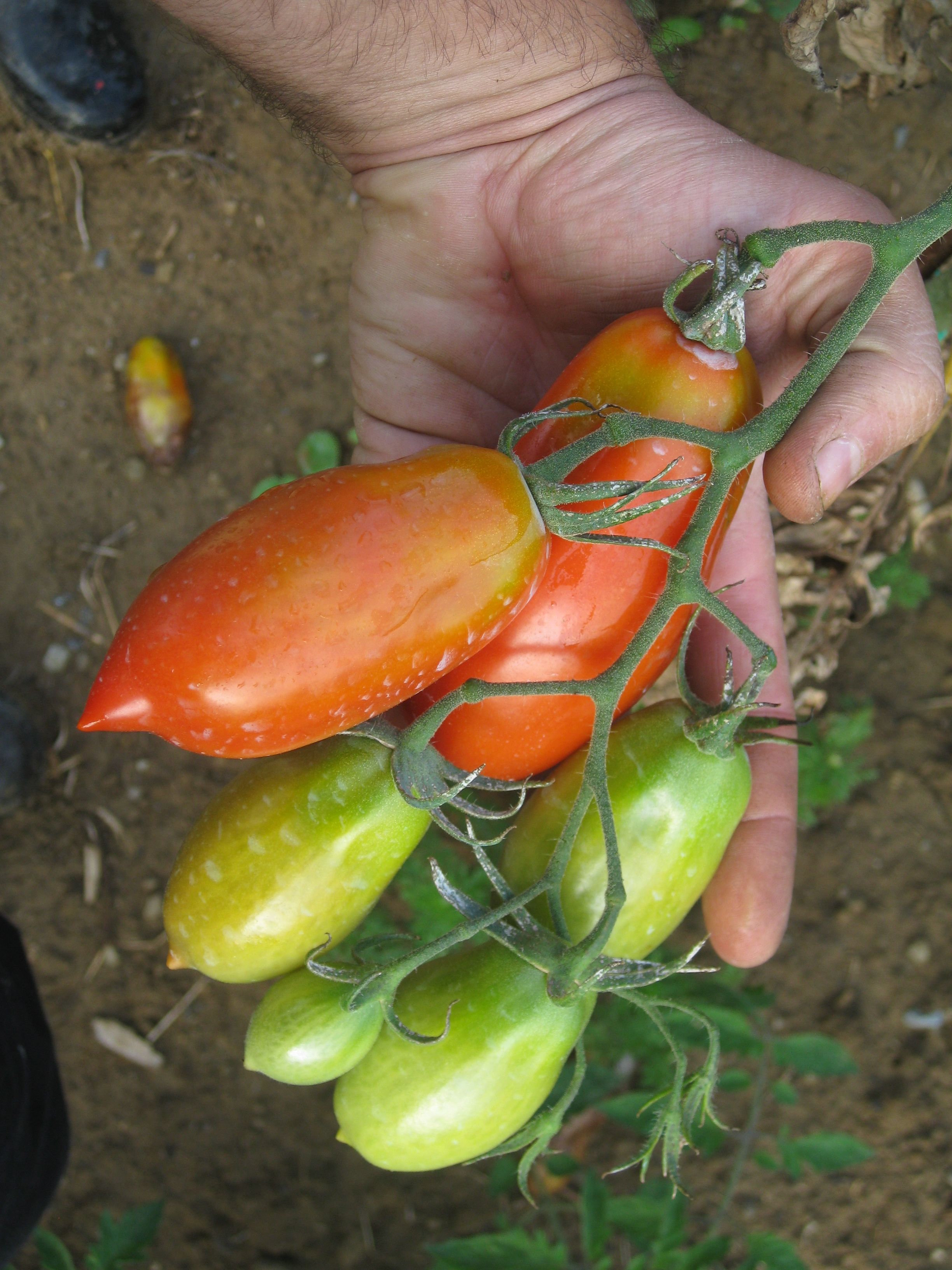 Pomodoro Da Conserva biorazionale dell'Azienda Agricola Il Pichello - Prodotti Freschi
e Stagionali dall'Appennino Reggiano