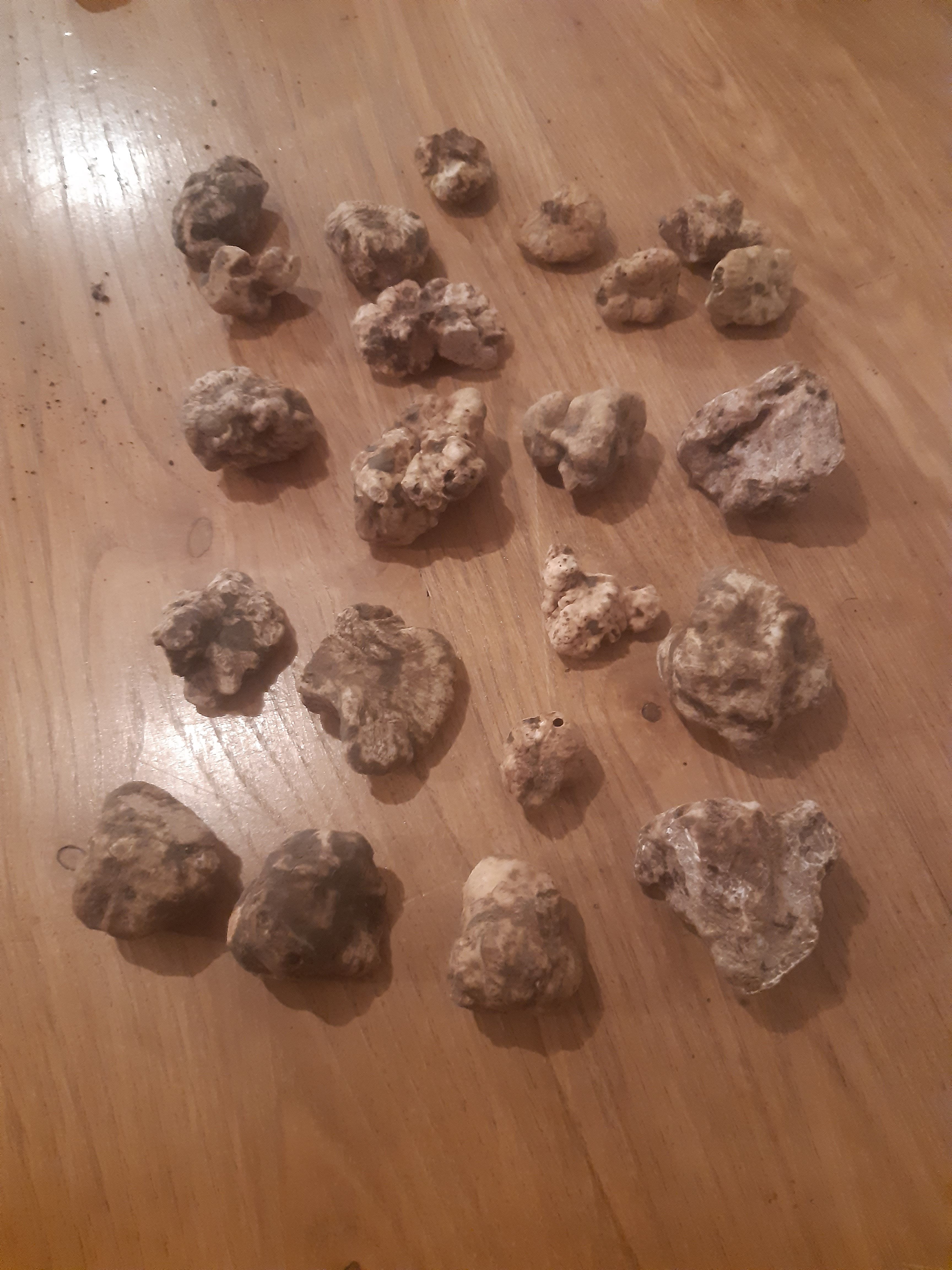 Tartufo Bianco Pregiato biorazionale dell'Azienda Agricola Il Pichello - Prodotti Freschi
e Stagionali dall'Appennino Reggiano