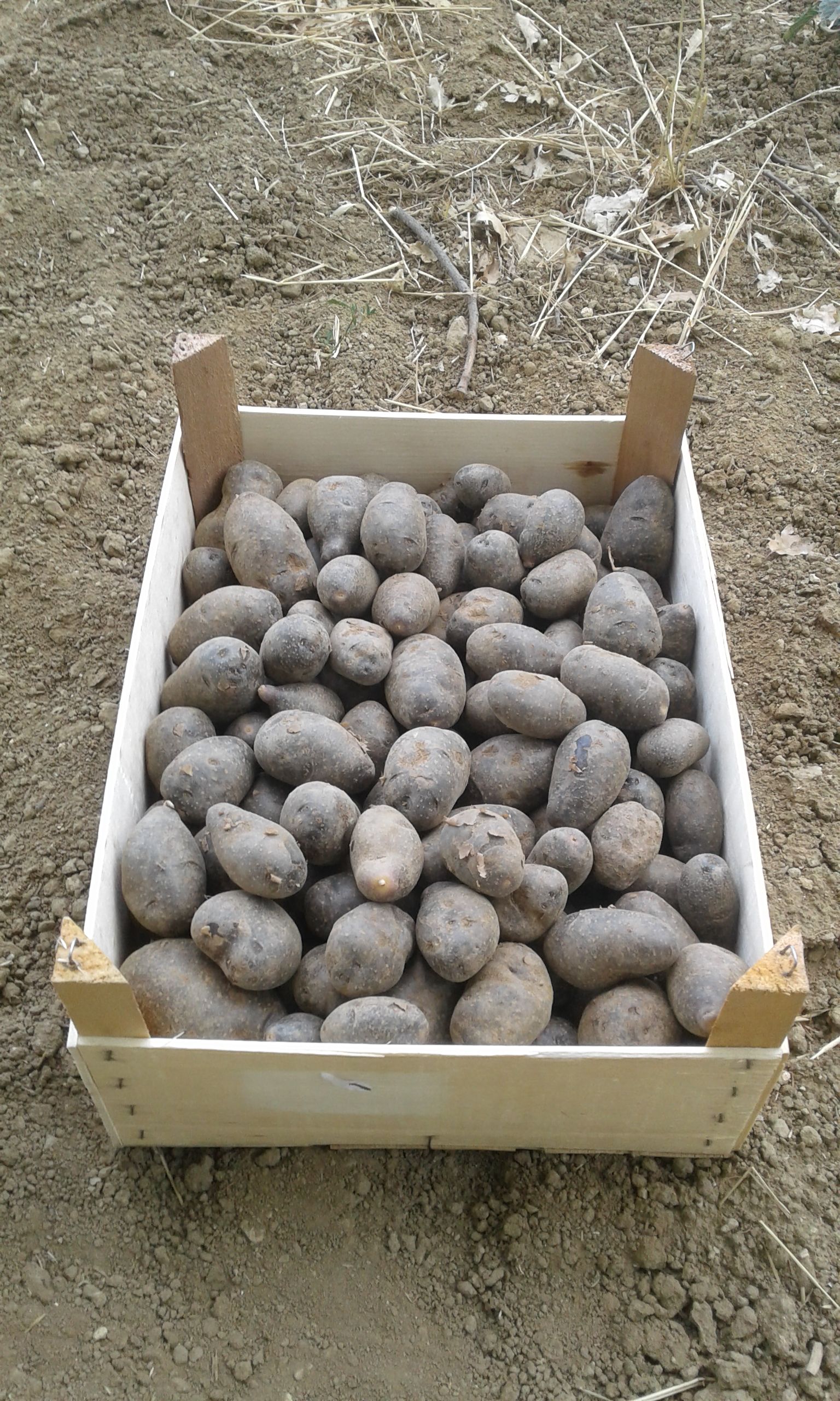 Patate Viola/blu biorazionale dell'Azienda Agricola Il Pichello - Prodotti Freschi
e Stagionali dall'Appennino Reggiano