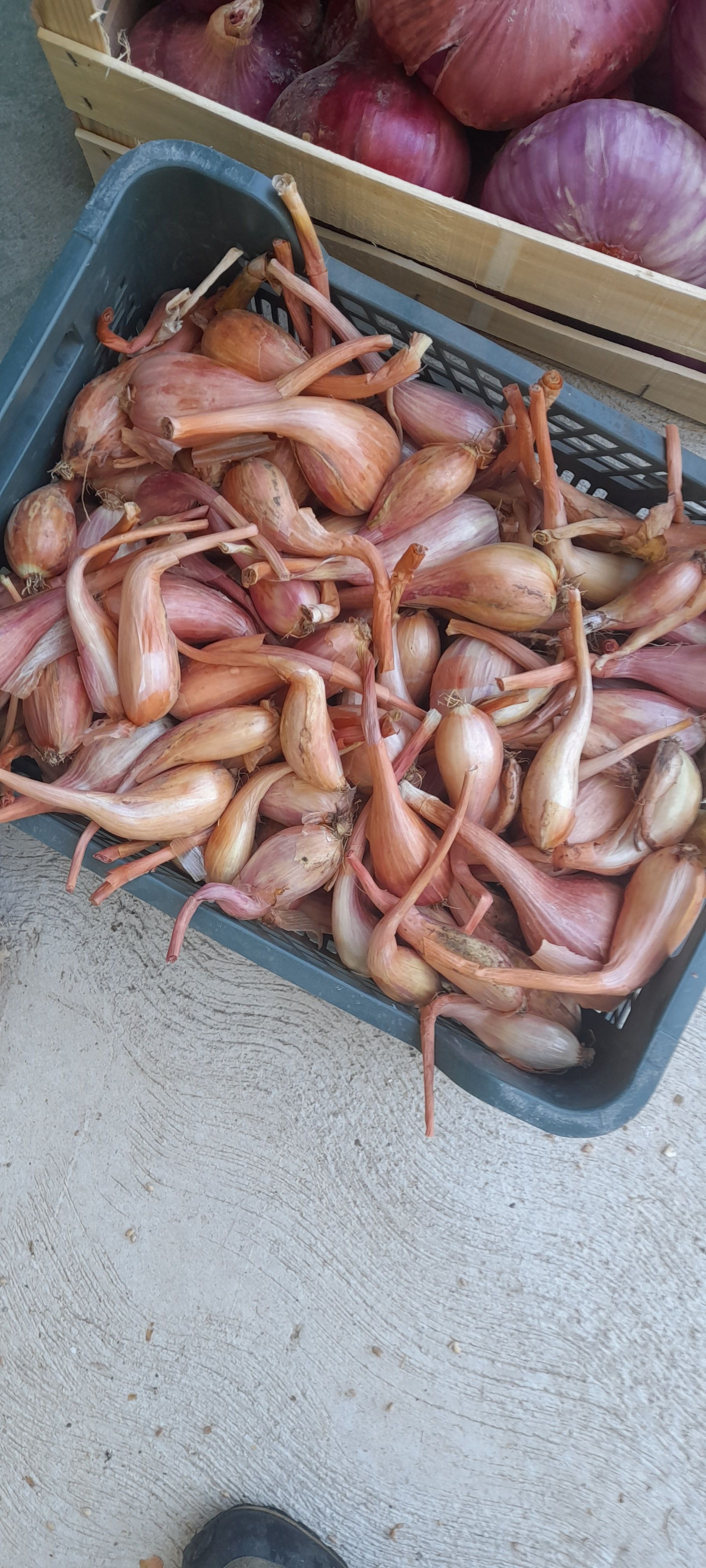Scalogno