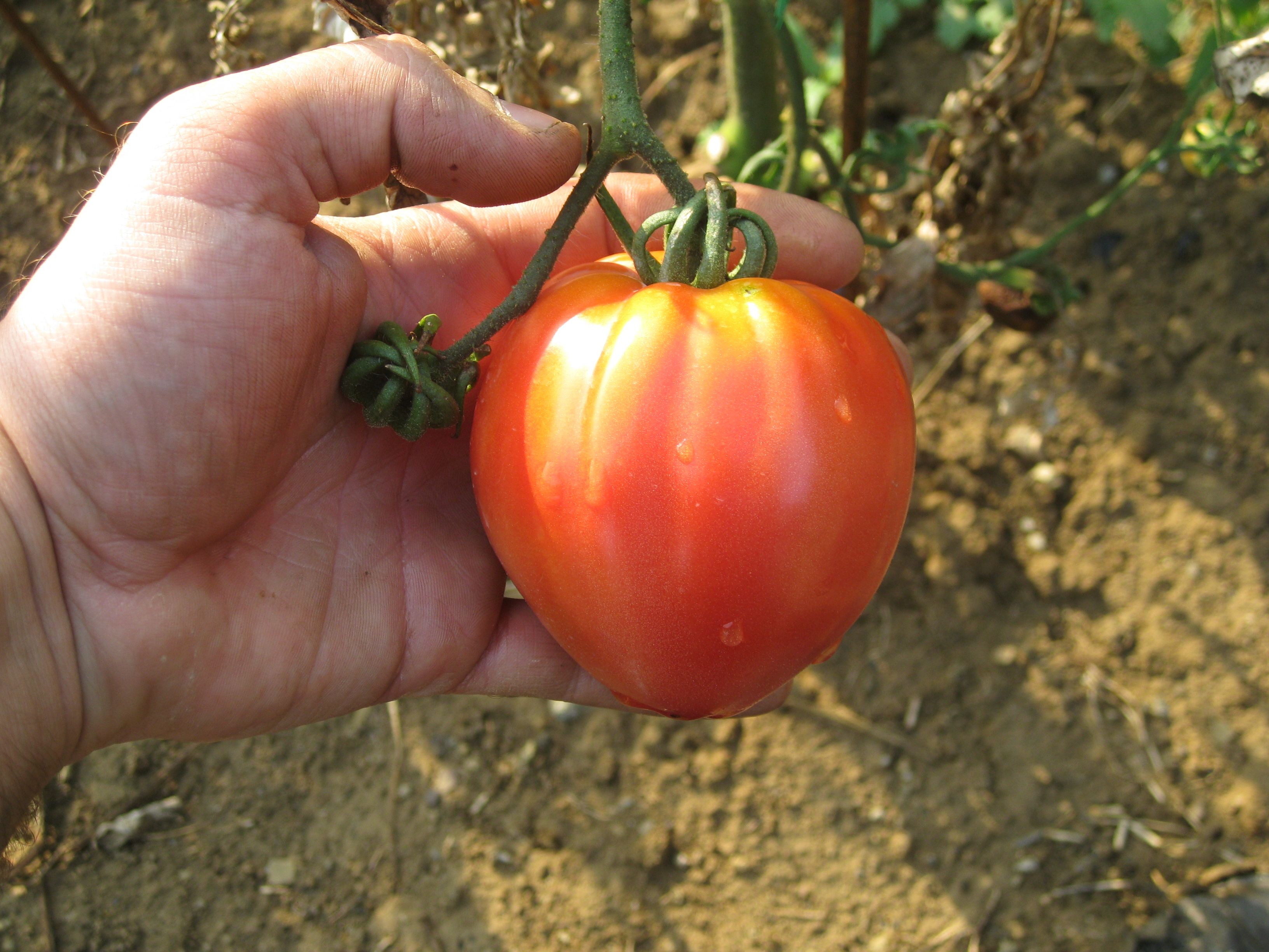 Pomodoro Insalataro Cuor Di Bue biorazionale dell'Azienda Agricola Il Pichello - Prodotti Freschi
e Stagionali dall'Appennino Reggiano