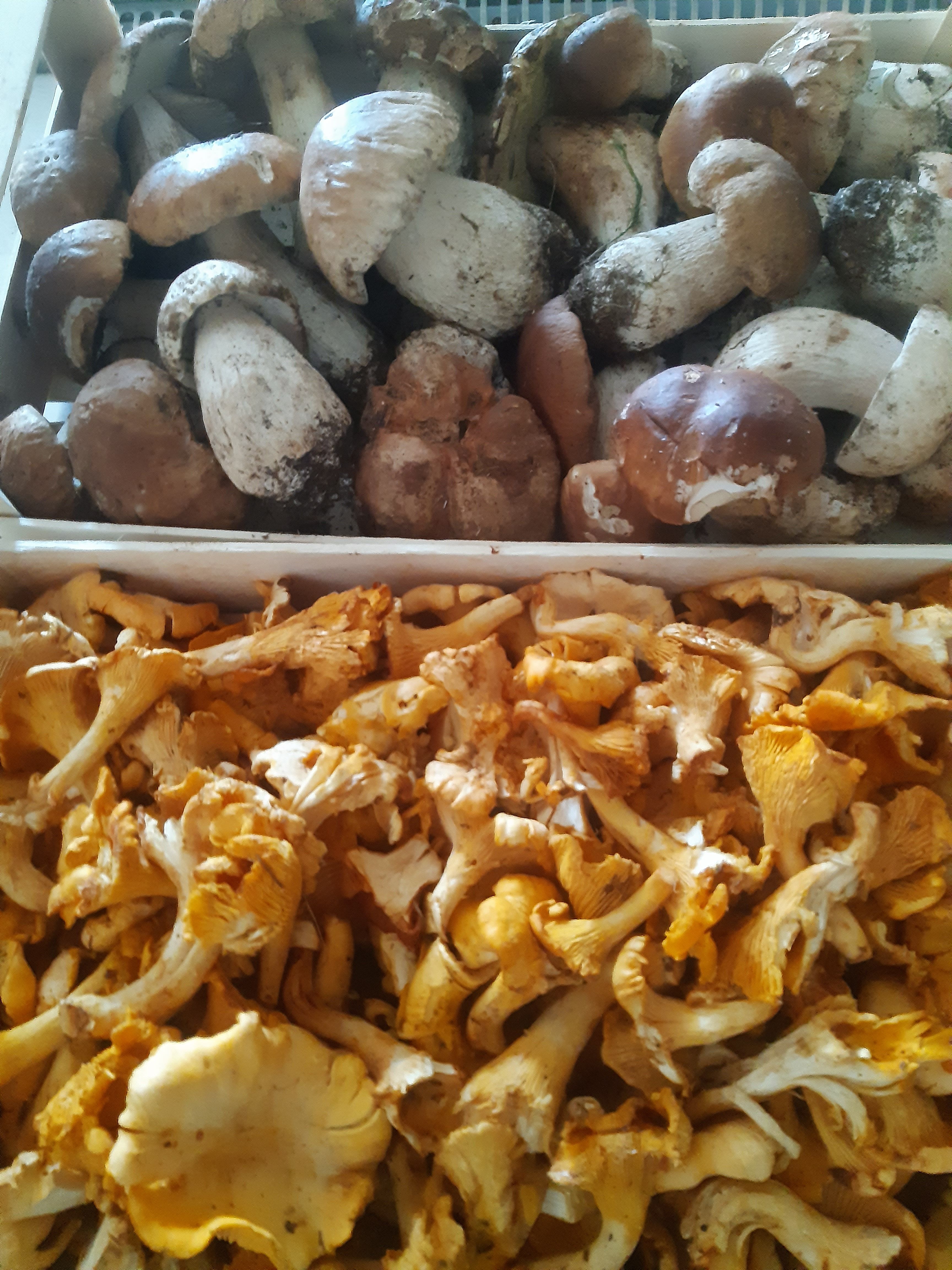 Funghi