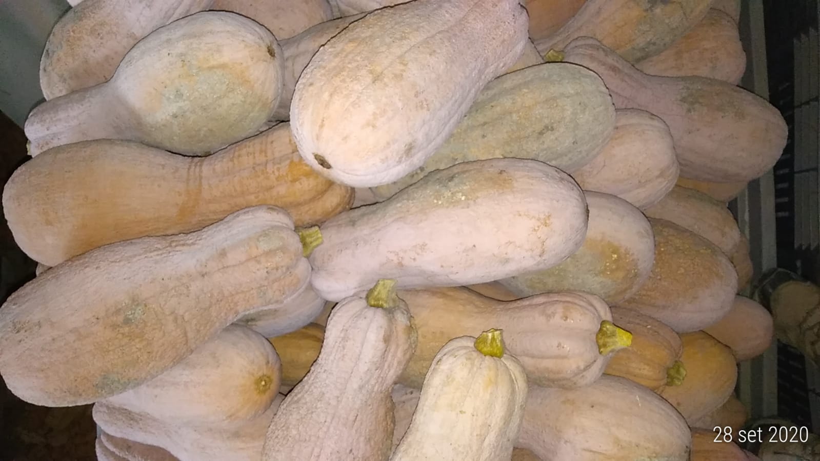 Zucca Violina