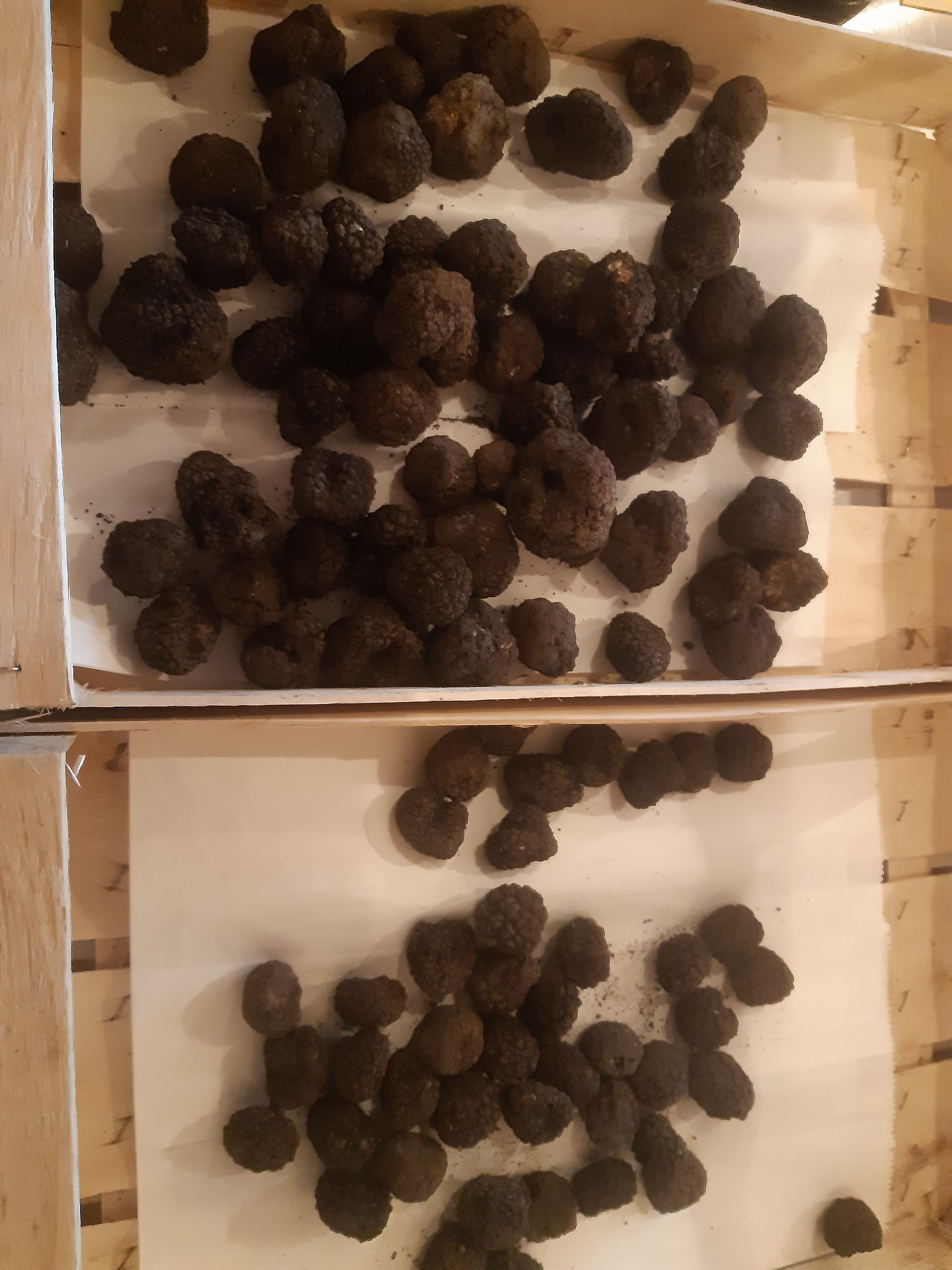 Tartufo Nero Autunnale biorazionale dell'Azienda Agricola Il Pichello - Prodotti Freschi
e Stagionali dall'Appennino Reggiano