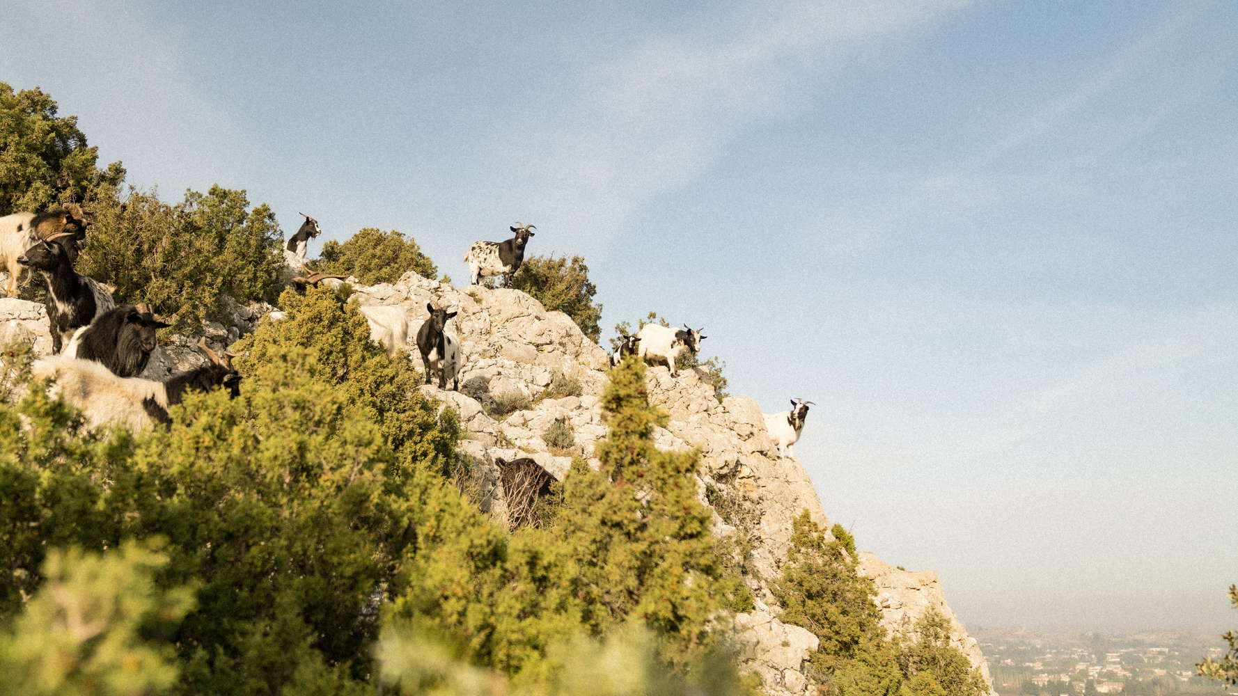 Chèvres et boucs sur la montagne