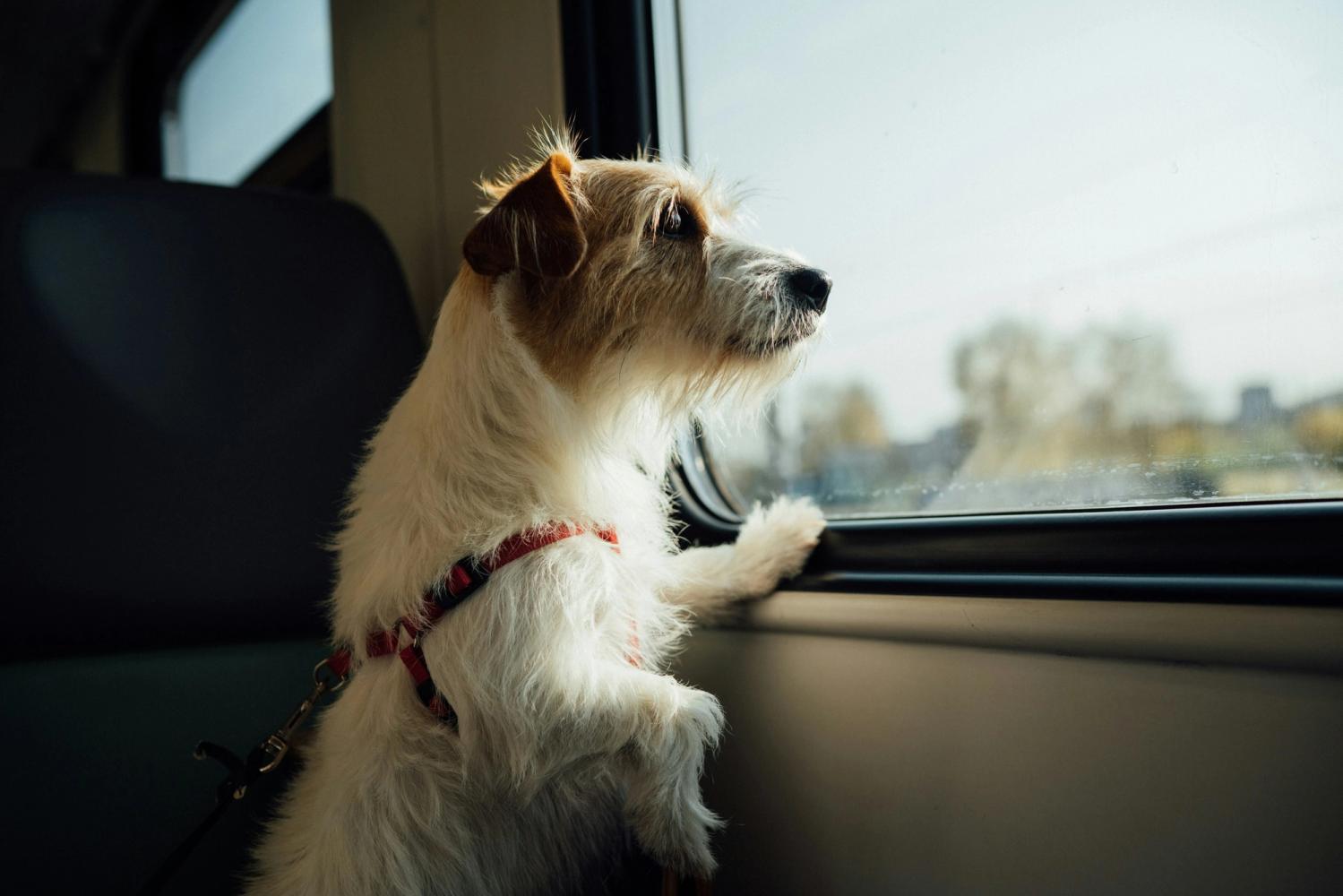 Comment voyager en train avec son animal ?