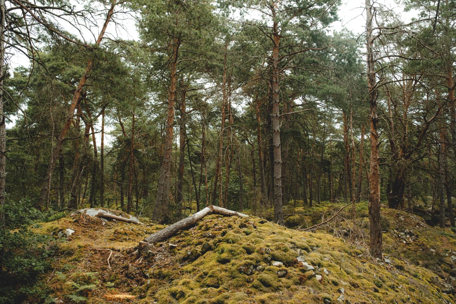 Image 6: Fontainebleau