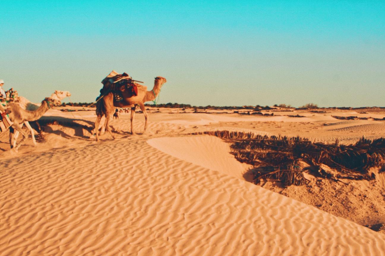 Tunis — photo 2