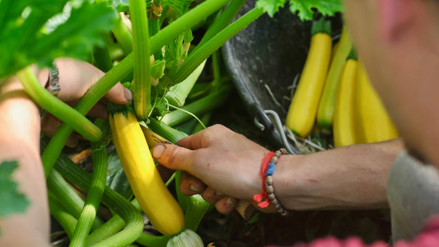 Gros plan sur des légumes en train d'être récoltés