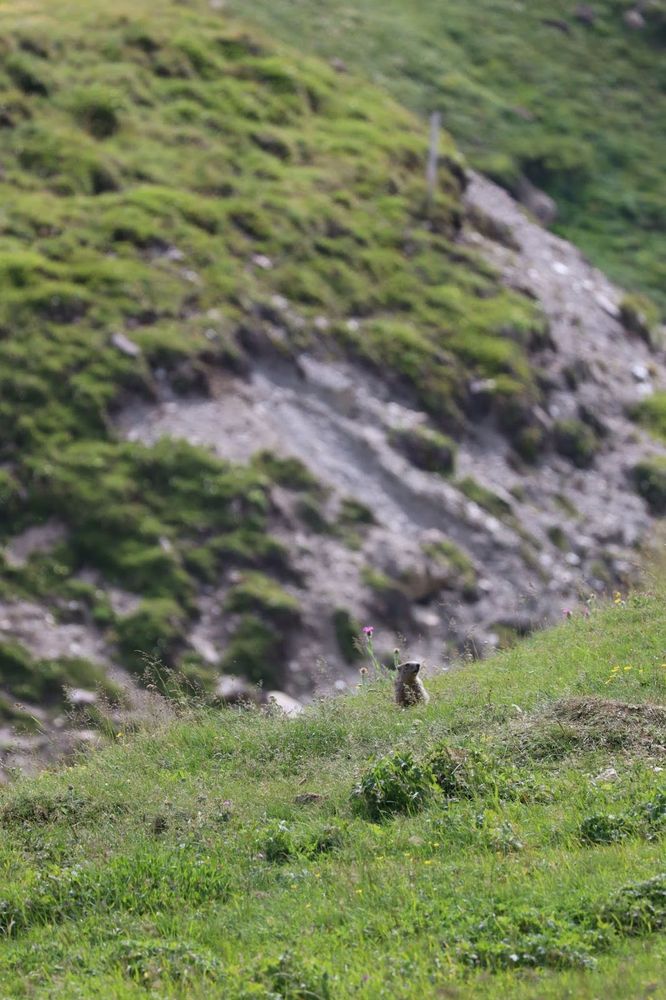 Paysage de montagne et marmotte