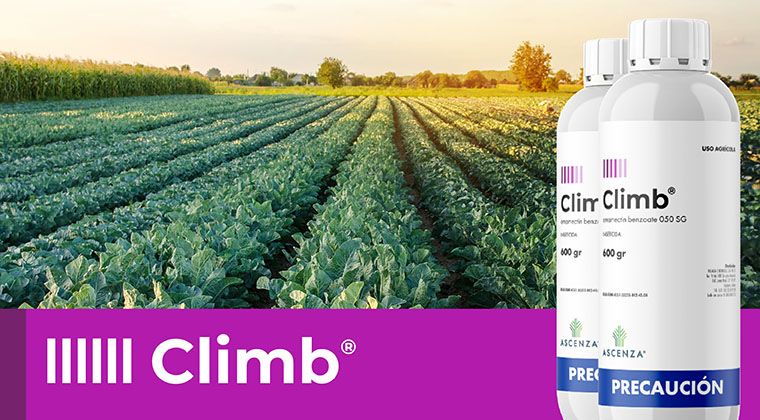 Climb® el nuevo insecticida ASCENZA