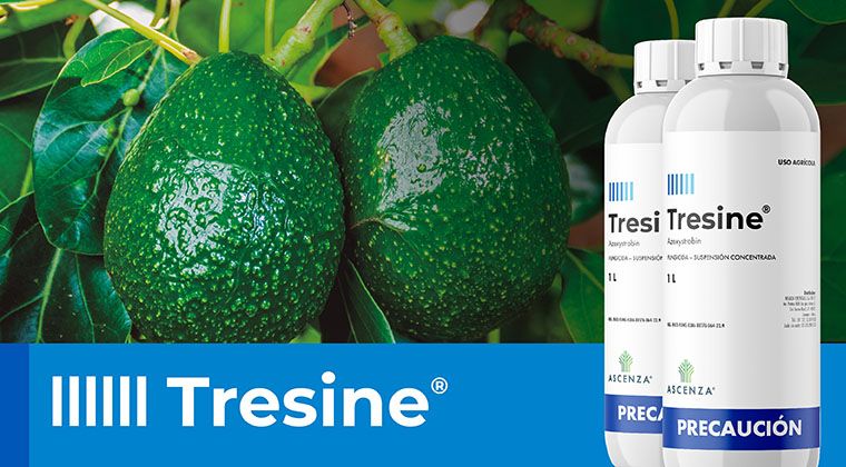 Tresine®, la solución contra la antracnosis