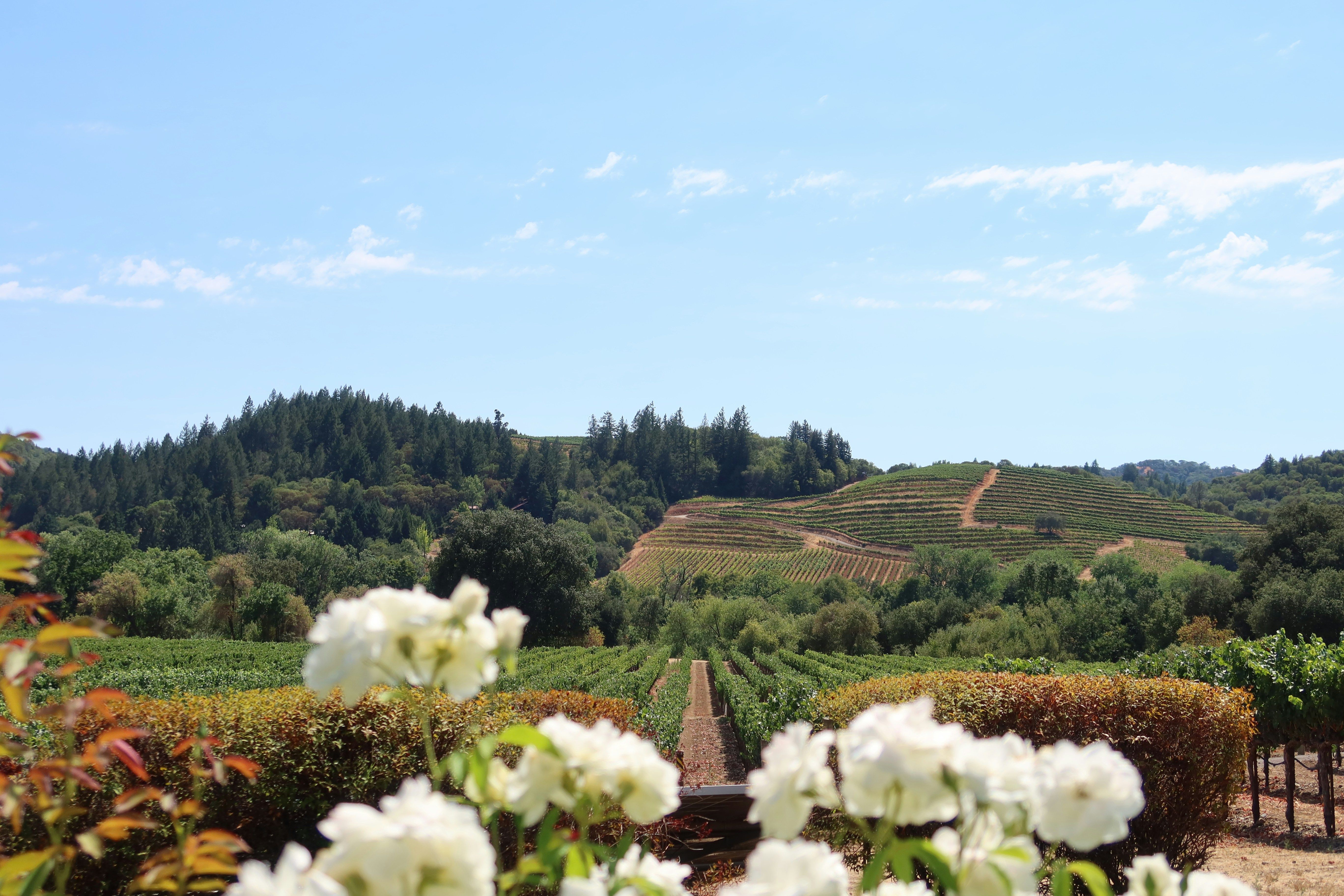 Vineyard landscape with rows of grapevines extending to forested hills, framed by white flowers in the foreground.​​​​‌﻿‍﻿​‍​‍‌‍﻿﻿‌﻿​‍‌‍‍‌‌‍‌﻿‌‍‍‌‌‍﻿‍​‍​‍​﻿‍‍​‍​‍‌﻿​﻿‌‍​‌‌‍﻿‍‌‍‍‌‌﻿‌​‌﻿‍‌​‍﻿‍‌‍‍‌‌‍﻿﻿​‍​‍​‍﻿​​‍​‍‌‍‍​‌﻿​‍‌‍‌‌‌‍‌‍​‍​‍​﻿‍‍​‍​‍​‍﻿﻿‌﻿​﻿‌﻿‌​‌﻿‌‌‌‍‌​‌‍‍‌‌‍﻿﻿​‍﻿﻿‌‍‍‌‌‍﻿‍‌﻿‌​‌‍‌‌‌‍﻿‍‌﻿‌​​‍﻿﻿‌‍‌‌‌‍‌​‌‍‍‌‌﻿‌​​‍﻿﻿‌‍﻿‌‌‍﻿﻿‌‍‌​‌‍‌‌​﻿﻿‌‌﻿​​‌﻿​‍‌‍‌‌‌﻿​﻿‌‍‌‌‌‍﻿‍‌﻿‌​‌‍​‌‌﻿‌​‌‍‍‌‌‍﻿﻿‌‍﻿‍​﻿‍﻿‌‍‍‌‌‍‌​​﻿﻿‌​﻿​‍​﻿​‍​﻿‌‍‌‍​‌​﻿​﻿‌‍‌‌​﻿‌‍​﻿​​​‍﻿‌‌‍​﻿​﻿‍​​﻿‌﻿​﻿‌﻿​‍﻿‌​﻿‌​​﻿​‌​﻿‌‌‌‍​‍​‍﻿‌​﻿‍‌​﻿​‍​﻿‌‍​﻿‍​​‍﻿‌​﻿‌‌​﻿​​‌‍​‌‌‍​‍​﻿‍‌​﻿‌﻿​﻿​‍​﻿‍​​﻿‌﻿​﻿​‍‌‍​‌​﻿‌﻿​﻿‍﻿‌﻿‌​‌﻿‍‌‌﻿​​‌‍‌‌​﻿﻿‌‌﻿​​‌‍﻿﻿‌﻿​﻿‌﻿‌​​﻿‍﻿‌﻿​​‌‍​‌‌﻿‌​‌‍‍​​﻿﻿‌‌‍​﻿‌‍﻿﻿‌﻿‌‍‌‍‌‌‌﻿​‍‌​‍‌‌‍﻿‌‌‍​‌‌‍‌﻿‌‍‌‌​‍﻿‍‌‍​‌‌‍﻿​‌﻿‌​​﻿﻿﻿‌‍​‍‌‍​‌‌﻿​﻿‌‍‌‌‌‌‌‌‌﻿​‍‌‍﻿​​﻿﻿‌​‍‌‌​﻿​‍‌​‌‍‌﻿​﻿‌﻿‌​‌﻿‌‌‌‍‌​‌‍‍‌‌‍﻿﻿​‍‌‍‌‍‍‌‌‍‌​​﻿﻿‌​﻿​‍​﻿​‍​﻿‌‍‌‍​‌​﻿​﻿‌‍‌‌​﻿‌‍​﻿​​​‍﻿‌‌‍​﻿​﻿‍​​﻿‌﻿​﻿‌﻿​‍﻿‌​﻿‌​​﻿​‌​﻿‌‌‌‍​‍​‍﻿‌​﻿‍‌​﻿​‍​﻿‌‍​﻿‍​​‍﻿‌​﻿‌‌​﻿​​‌‍​‌‌‍​‍​﻿‍‌​﻿‌﻿​﻿​‍​﻿‍​​﻿‌﻿​﻿​‍‌‍​‌​﻿‌﻿​‍‌‍‌﻿‌​‌﻿‍‌‌﻿​​‌‍‌‌​﻿﻿‌‌﻿​​‌‍﻿﻿‌﻿​﻿‌﻿‌​​‍‌‍‌﻿​​‌‍​‌‌﻿‌​‌‍‍​​﻿﻿‌‌‍​﻿‌‍﻿﻿‌﻿‌‍‌‍‌‌‌﻿​‍‌​‍‌‌‍﻿‌‌‍​‌‌‍‌﻿‌‍‌‌​‍﻿‍‌‍​‌‌‍﻿​‌﻿‌​​‍‌‍‌﻿​​‌‍‌‌‌﻿​‍‌﻿​﻿‌﻿​​‌‍‌‌‌‍​﻿‌﻿‌​‌‍‍‌‌﻿‌‍‌‍‌‌​﻿﻿‌‌﻿​​‌﻿‌‌‌‍​‍‌‍﻿​‌‍‍‌‌﻿​﻿‌‍‍​‌‍‌‌‌‍‌​​‍​‍‌﻿﻿‌