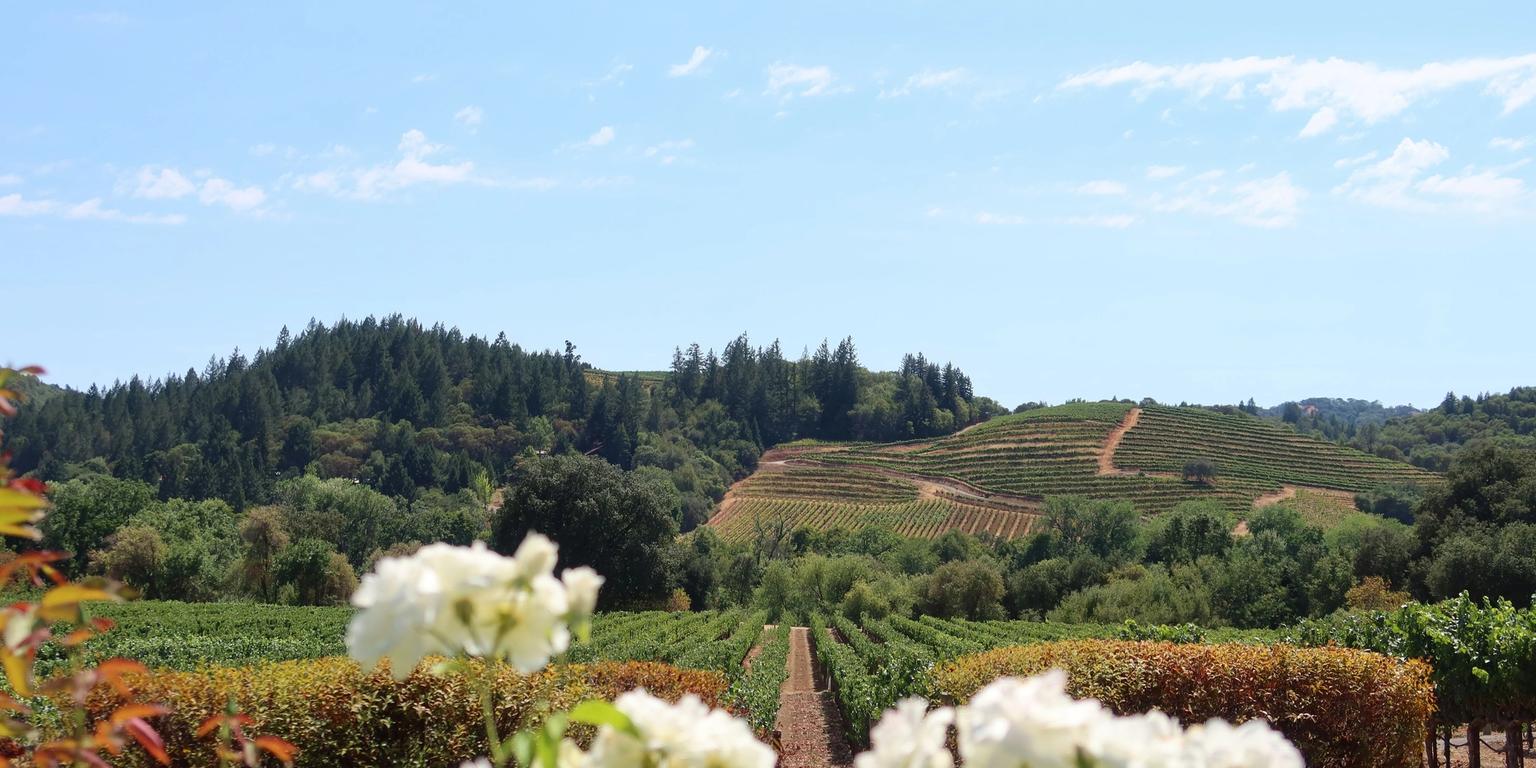 Vineyard landscape with rows of grapevines extending to forested hills, framed by white flowers in the foreground.