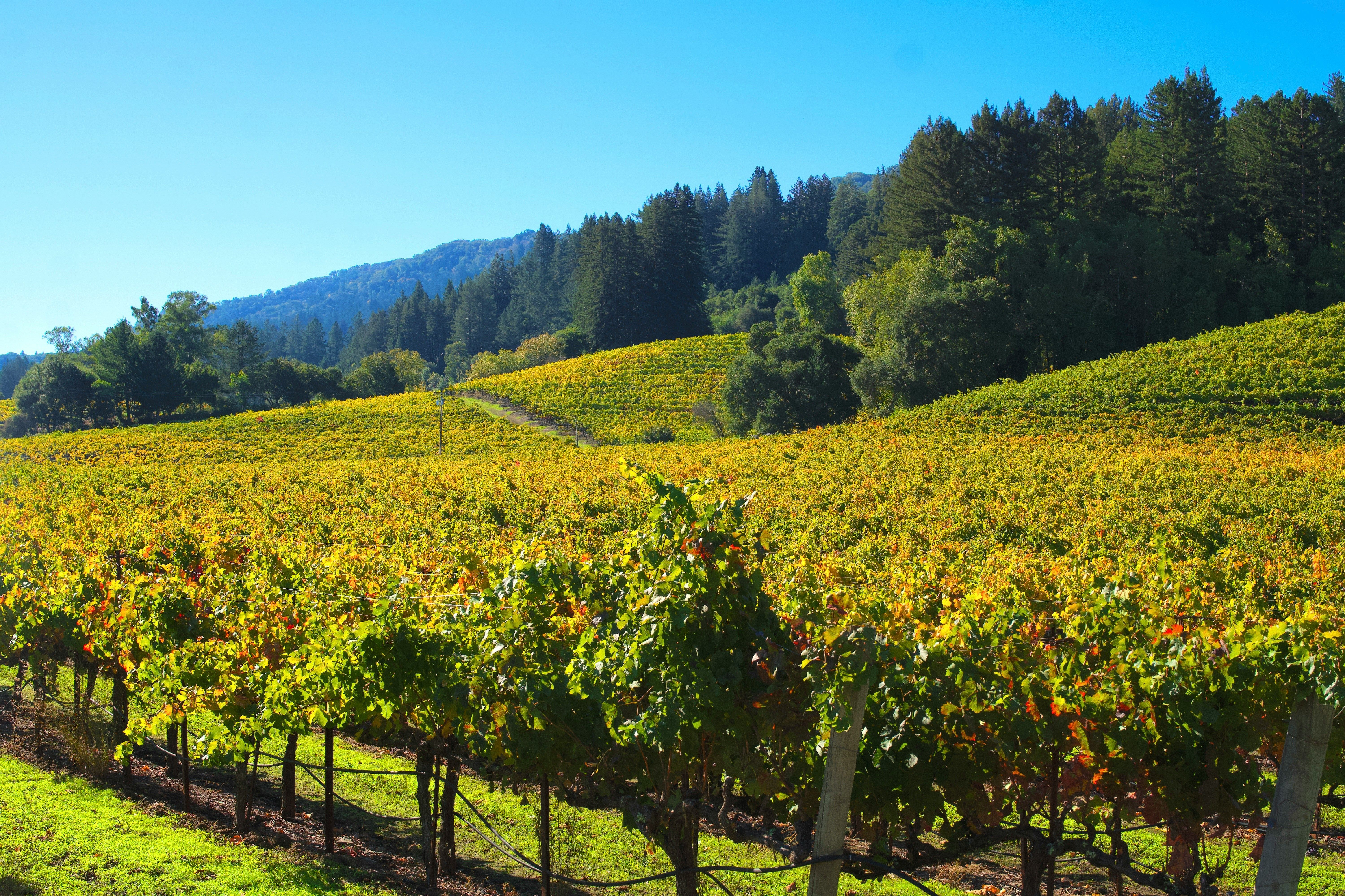 A vineyard on rolling hills with yellow and green grapevines, under a clear blue sky.​​​​‌﻿‍﻿​‍​‍‌‍﻿﻿‌﻿​‍‌‍‍‌‌‍‌﻿‌‍‍‌‌‍﻿‍​‍​‍​﻿‍‍​‍​‍‌﻿​﻿‌‍​‌‌‍﻿‍‌‍‍‌‌﻿‌​‌﻿‍‌​‍﻿‍‌‍‍‌‌‍﻿﻿​‍​‍​‍﻿​​‍​‍‌‍‍​‌﻿​‍‌‍‌‌‌‍‌‍​‍​‍​﻿‍‍​‍​‍​‍﻿﻿‌﻿​﻿‌﻿‌​‌﻿‌‌‌‍‌​‌‍‍‌‌‍﻿﻿​‍﻿﻿‌‍‍‌‌‍﻿‍‌﻿‌​‌‍‌‌‌‍﻿‍‌﻿‌​​‍﻿﻿‌‍‌‌‌‍‌​‌‍‍‌‌﻿‌​​‍﻿﻿‌‍﻿‌‌‍﻿﻿‌‍‌​‌‍‌‌​﻿﻿‌‌﻿​​‌﻿​‍‌‍‌‌‌﻿​﻿‌‍‌‌‌‍﻿‍‌﻿‌​‌‍​‌‌﻿‌​‌‍‍‌‌‍﻿﻿‌‍﻿‍​﻿‍﻿‌‍‍‌‌‍‌​​﻿﻿‌‌‍‌‍​﻿​​‌‍​﻿​﻿​﻿‌‍‌‌​﻿‍‌​﻿‌‍​﻿​‌​‍﻿‌‌‍‌​​﻿‍​​﻿‌​​﻿‌‌​‍﻿‌​﻿‌​​﻿‌﻿​﻿​﻿​﻿‍​​‍﻿‌‌‍​‍​﻿‍‌​﻿‍‌‌‍‌‌​‍﻿‌​﻿​‍‌‍‌​​﻿‌​​﻿‌​‌‍​‌​﻿​‍​﻿‍​‌‍​﻿‌‍‌‌‌‍‌​​﻿​​​﻿​﻿​﻿‍﻿‌﻿‌​‌﻿‍‌‌﻿​​‌‍‌‌​﻿﻿‌‌﻿​​‌‍﻿﻿‌﻿​﻿‌﻿‌​​﻿‍﻿‌﻿​​‌‍​‌‌﻿‌​‌‍‍​​﻿﻿‌‌‍​﻿‌‍﻿﻿‌﻿‌‍‌‍‌‌‌﻿​‍‌​‍‌‌‍﻿‌‌‍​‌‌‍‌﻿‌‍‌‌​‍﻿‍‌‍​‌‌‍﻿​‌﻿‌​​﻿﻿﻿‌‍​‍‌‍​‌‌﻿​﻿‌‍‌‌‌‌‌‌‌﻿​‍‌‍﻿​​﻿﻿‌​‍‌‌​﻿​‍‌​‌‍‌﻿​﻿‌﻿‌​‌﻿‌‌‌‍‌​‌‍‍‌‌‍﻿﻿​‍‌‍‌‍‍‌‌‍‌​​﻿﻿‌‌‍‌‍​﻿​​‌‍​﻿​﻿​﻿‌‍‌‌​﻿‍‌​﻿‌‍​﻿​‌​‍﻿‌‌‍‌​​﻿‍​​﻿‌​​﻿‌‌​‍﻿‌​﻿‌​​﻿‌﻿​﻿​﻿​﻿‍​​‍﻿‌‌‍​‍​﻿‍‌​﻿‍‌‌‍‌‌​‍﻿‌​﻿​‍‌‍‌​​﻿‌​​﻿‌​‌‍​‌​﻿​‍​﻿‍​‌‍​﻿‌‍‌‌‌‍‌​​﻿​​​﻿​﻿​‍‌‍‌﻿‌​‌﻿‍‌‌﻿​​‌‍‌‌​﻿﻿‌‌﻿​​‌‍﻿﻿‌﻿​﻿‌﻿‌​​‍‌‍‌﻿​​‌‍​‌‌﻿‌​‌‍‍​​﻿﻿‌‌‍​﻿‌‍﻿﻿‌﻿‌‍‌‍‌‌‌﻿​‍‌​‍‌‌‍﻿‌‌‍​‌‌‍‌﻿‌‍‌‌​‍﻿‍‌‍​‌‌‍﻿​‌﻿‌​​‍‌‍‌﻿​​‌‍‌‌‌﻿​‍‌﻿​﻿‌﻿​​‌‍‌‌‌‍​﻿‌﻿‌​‌‍‍‌‌﻿‌‍‌‍‌‌​﻿﻿‌‌﻿​​‌﻿‌‌‌‍​‍‌‍﻿​‌‍‍‌‌﻿​﻿‌‍‍​‌‍‌‌‌‍‌​​‍​‍‌﻿﻿‌