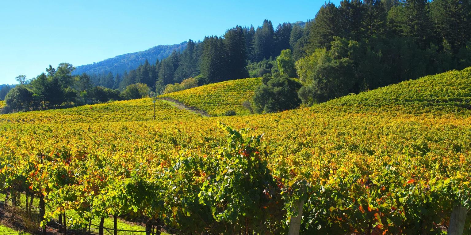 A vineyard on rolling hills with yellow and green grapevines, under a clear blue sky.