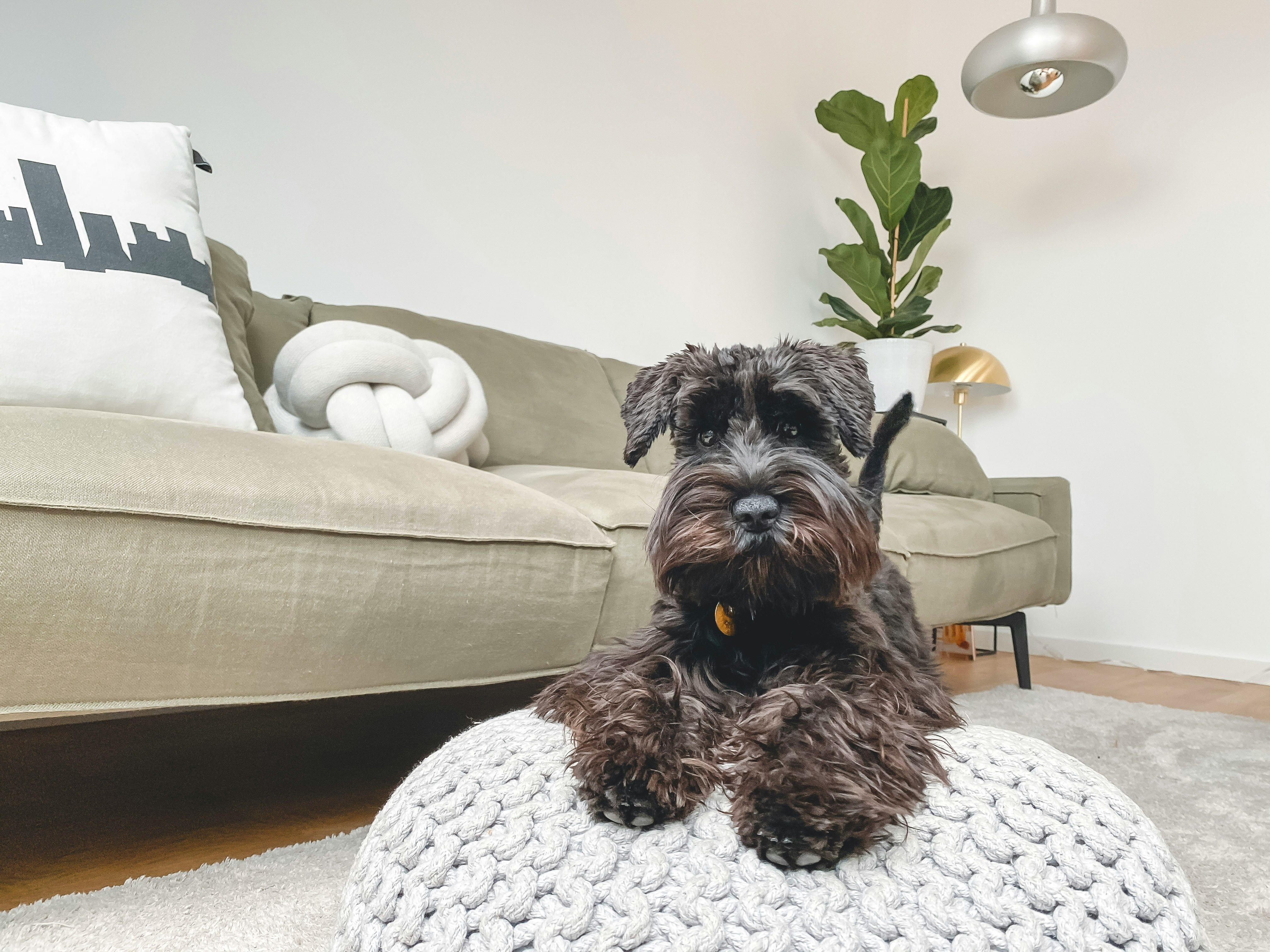 A black schnauzer dog lies on a knitted pouf in a living room.​​​​‌﻿‍﻿​‍​‍‌‍﻿﻿‌﻿​‍‌‍‍‌‌‍‌﻿‌‍‍‌‌‍﻿‍​‍​‍​﻿‍‍​‍​‍‌﻿​﻿‌‍​‌‌‍﻿‍‌‍‍‌‌﻿‌​‌﻿‍‌​‍﻿‍‌‍‍‌‌‍﻿﻿​‍​‍​‍﻿​​‍​‍‌‍‍​‌﻿​‍‌‍‌‌‌‍‌‍​‍​‍​﻿‍‍​‍​‍​‍﻿﻿‌﻿​﻿‌﻿‌​‌﻿‌‌‌‍‌​‌‍‍‌‌‍﻿﻿​‍﻿﻿‌‍‍‌‌‍﻿‍‌﻿‌​‌‍‌‌‌‍﻿‍‌﻿‌​​‍﻿﻿‌‍‌‌‌‍‌​‌‍‍‌‌﻿‌​​‍﻿﻿‌‍﻿‌‌‍﻿﻿‌‍‌​‌‍‌‌​﻿﻿‌‌﻿​​‌﻿​‍‌‍‌‌‌﻿​﻿‌‍‌‌‌‍﻿‍‌﻿‌​‌‍​‌‌﻿‌​‌‍‍‌‌‍﻿﻿‌‍﻿‍​﻿‍﻿‌‍‍‌‌‍‌​​﻿﻿‌​﻿​﻿‌‍‌​‌‍‌‌​﻿​‌​﻿‌‌​﻿‍‌​﻿‍​‌‍​‌​‍﻿‌​﻿‌​‌‍​‍​﻿​‌​﻿‍‌​‍﻿‌​﻿‌​​﻿​‌​﻿‍​​﻿​﻿​‍﻿‌​﻿‍​​﻿‌‌​﻿‍​​﻿​﻿​‍﻿‌​﻿‌​‌‍‌​​﻿‌​‌‍‌​‌‍‌‍​﻿​﻿‌‍​‍​﻿‌‌​﻿‌‍‌‍​‌​﻿‌‌​﻿‌​​﻿‍﻿‌﻿‌​‌﻿‍‌‌﻿​​‌‍‌‌​﻿﻿‌‌﻿​​‌‍﻿﻿‌﻿​﻿‌﻿‌​​﻿‍﻿‌﻿​​‌‍​‌‌﻿‌​‌‍‍​​﻿﻿‌‌‍​﻿‌‍﻿﻿‌﻿‌‍‌‍‌‌‌﻿​‍‌​‍‌‌‍﻿‌‌‍​‌‌‍‌﻿‌‍‌‌​‍﻿‍‌‍​‌‌‍﻿​‌﻿‌​​﻿﻿﻿‌‍​‍‌‍​‌‌﻿​﻿‌‍‌‌‌‌‌‌‌﻿​‍‌‍﻿​​﻿﻿‌​‍‌‌​﻿​‍‌​‌‍‌﻿​﻿‌﻿‌​‌﻿‌‌‌‍‌​‌‍‍‌‌‍﻿﻿​‍‌‍‌‍‍‌‌‍‌​​﻿﻿‌​﻿​﻿‌‍‌​‌‍‌‌​﻿​‌​﻿‌‌​﻿‍‌​﻿‍​‌‍​‌​‍﻿‌​﻿‌​‌‍​‍​﻿​‌​﻿‍‌​‍﻿‌​﻿‌​​﻿​‌​﻿‍​​﻿​﻿​‍﻿‌​﻿‍​​﻿‌‌​﻿‍​​﻿​﻿​‍﻿‌​﻿‌​‌‍‌​​﻿‌​‌‍‌​‌‍‌‍​﻿​﻿‌‍​‍​﻿‌‌​﻿‌‍‌‍​‌​﻿‌‌​﻿‌​​‍‌‍‌﻿‌​‌﻿‍‌‌﻿​​‌‍‌‌​﻿﻿‌‌﻿​​‌‍﻿﻿‌﻿​﻿‌﻿‌​​‍‌‍‌﻿​​‌‍​‌‌﻿‌​‌‍‍​​﻿﻿‌‌‍​﻿‌‍﻿﻿‌﻿‌‍‌‍‌‌‌﻿​‍‌​‍‌‌‍﻿‌‌‍​‌‌‍‌﻿‌‍‌‌​‍﻿‍‌‍​‌‌‍﻿​‌﻿‌​​‍‌‍‌﻿​​‌‍‌‌‌﻿​‍‌﻿​﻿‌﻿​​‌‍‌‌‌‍​﻿‌﻿‌​‌‍‍‌‌﻿‌‍‌‍‌‌​﻿﻿‌‌﻿​​‌﻿‌‌‌‍​‍‌‍﻿​‌‍‍‌‌﻿​﻿‌‍‍​‌‍‌‌‌‍‌​​‍​‍‌﻿﻿‌