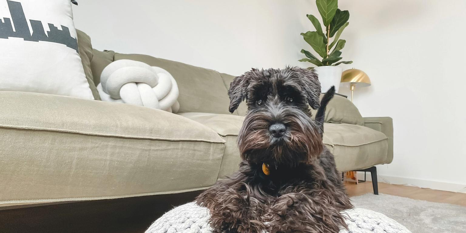 A black schnauzer dog lies on a knitted pouf in a living room.