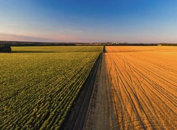 O Impacto das Mudanças Climáticas no Agronegócio Brasileiro