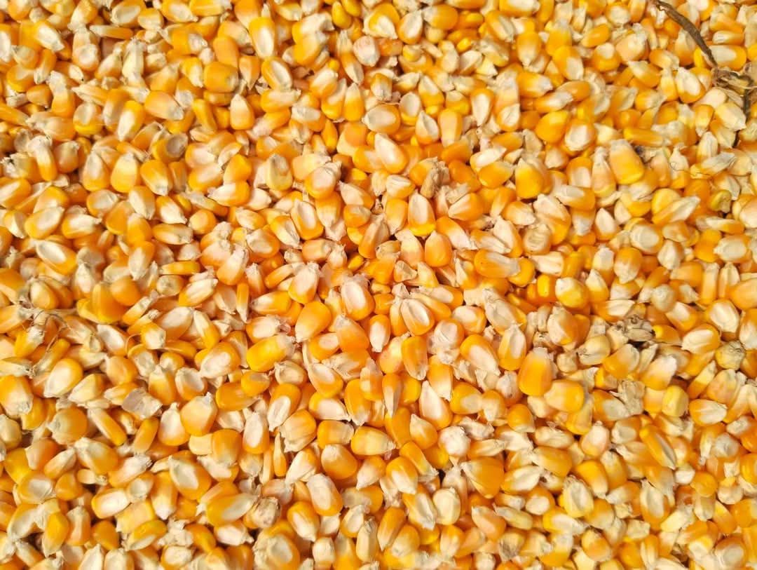 Thumbnail 2 for Yellow Maize