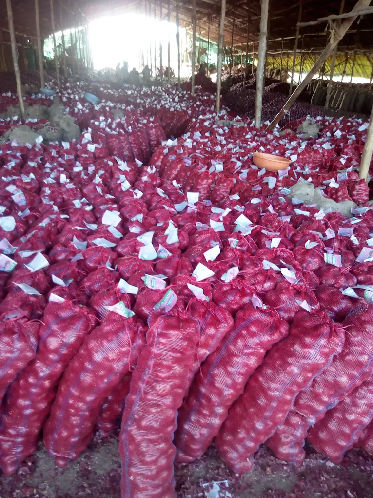 Lasalgaon Onion Market - image 5 of 6