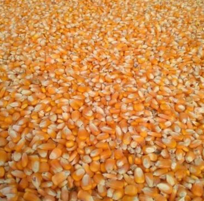 Thumbnail 3 for Yellow Maize