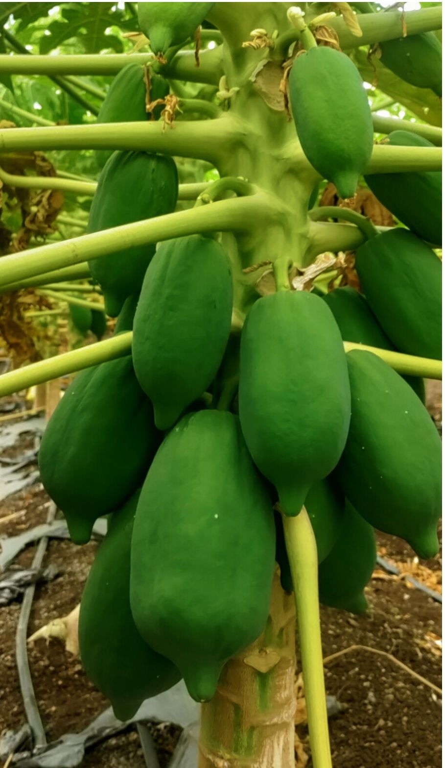Papaya - Buy fresh fruits Online in India