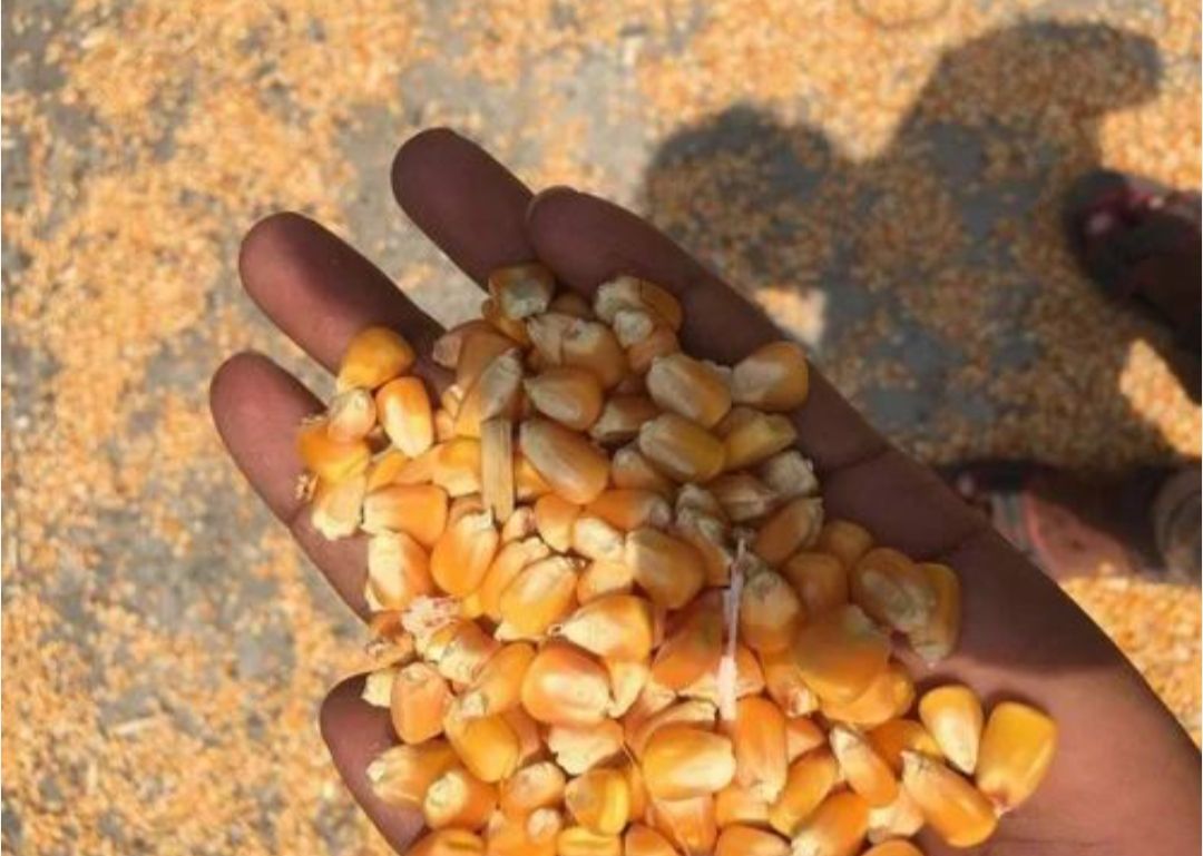 Thumbnail 4 for Yellow Maize