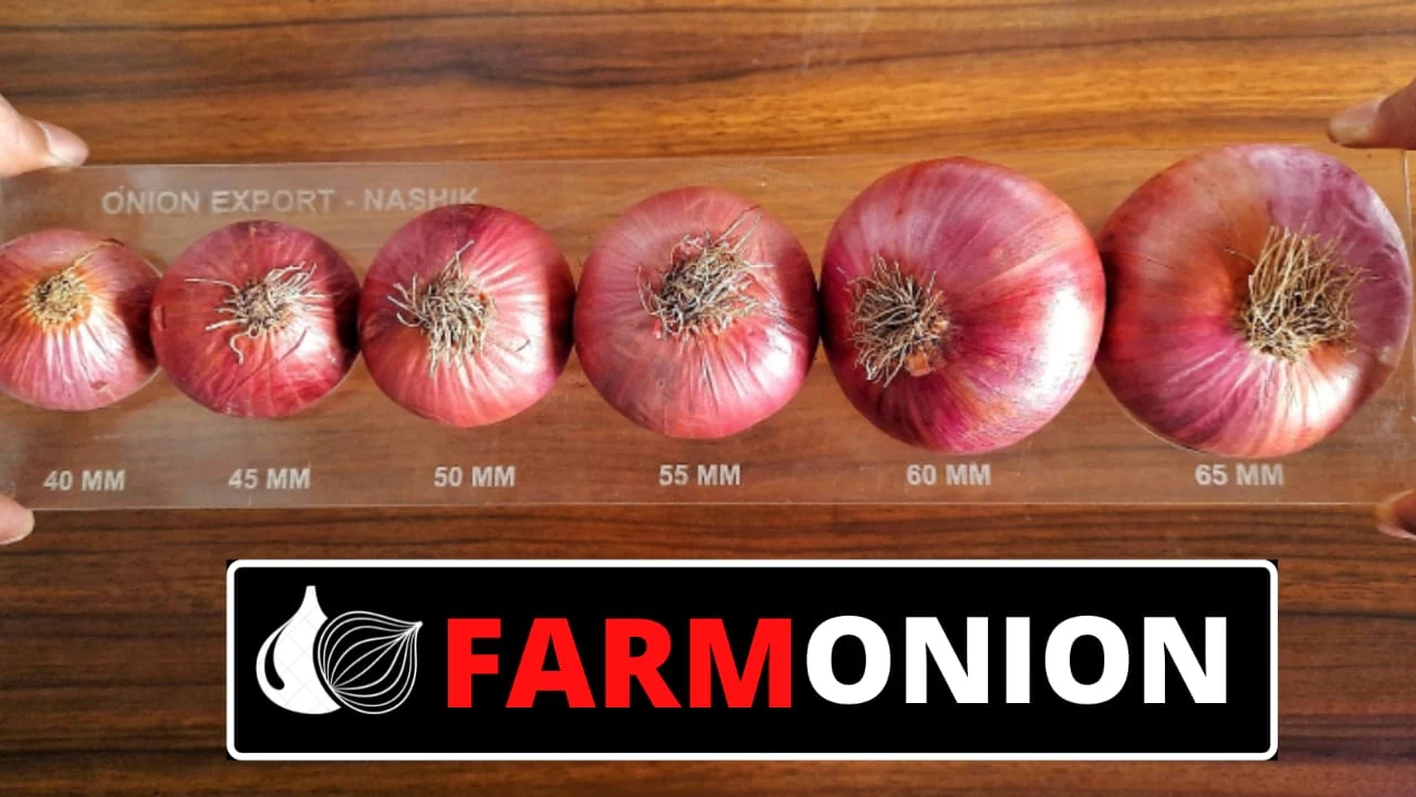 AAG ONION SUPPLIER'S LASALGAON AAG ONION SUPPLIER'S LASALGAON business storefront or logo