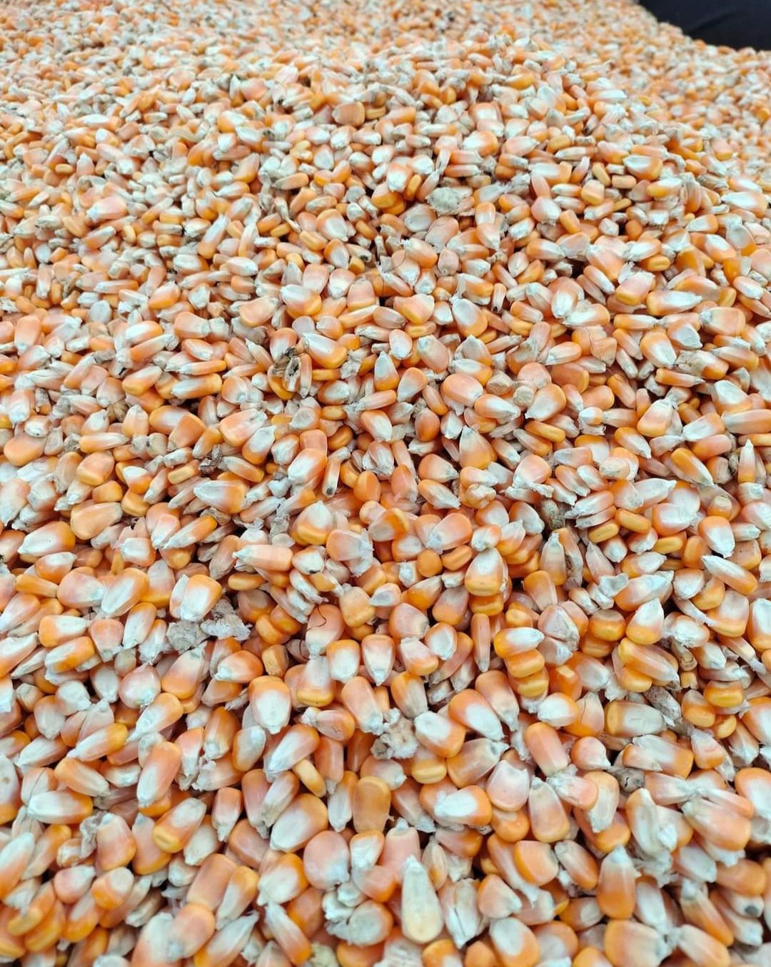 Thumbnail 5 for Yellow Maize