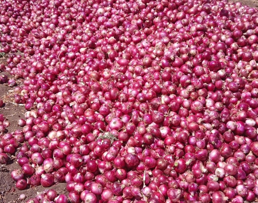 Thumbnail 2 for Onion 