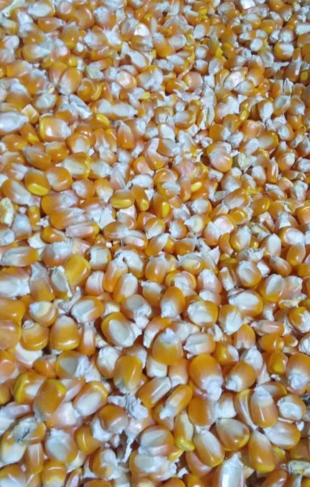 Thumbnail 6 for Yellow Maize